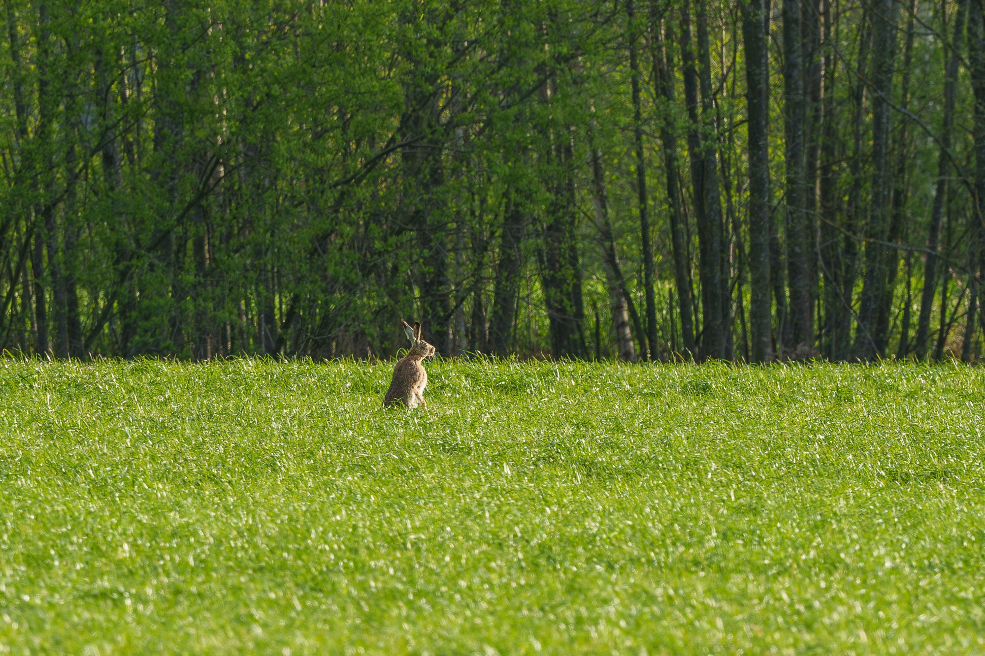 Животные. Ваш личный фотограф Марина Волкова
