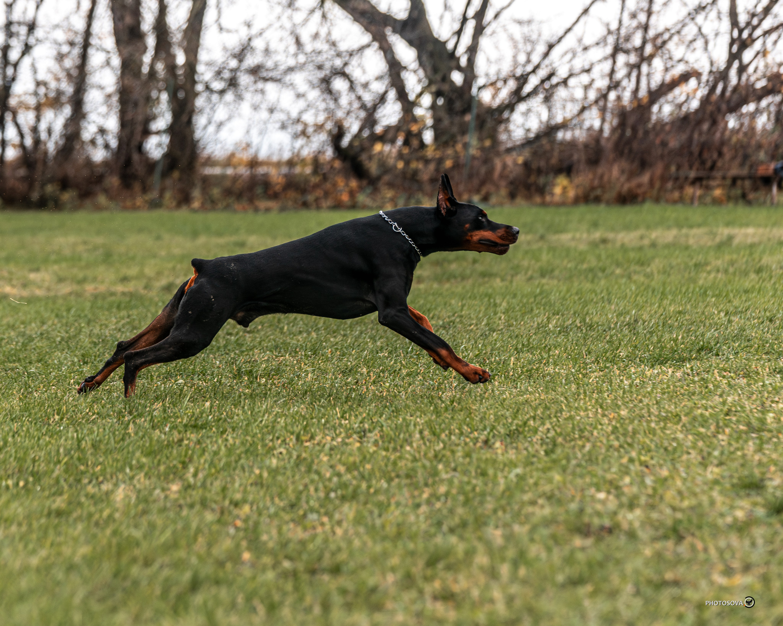 МЫ — КОМАНДА (соревнования) OKD, BH, IBGH, IGP. Фотограф-анималист, семейный фотограф в Москве и Подмосковье. Фотосъёмка кинологических дисциплин