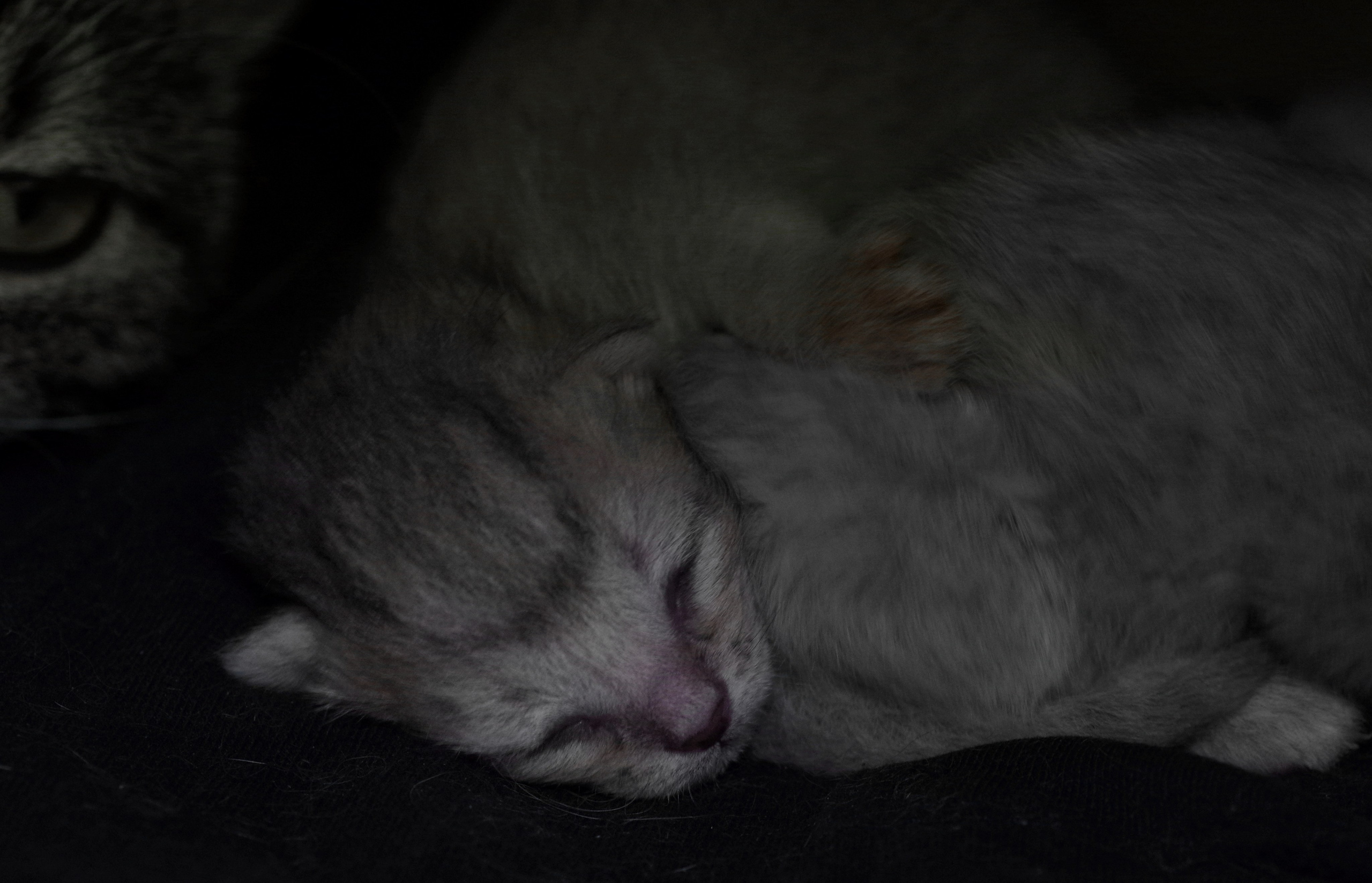 Котятам 2 дня. Вадим Шейдин