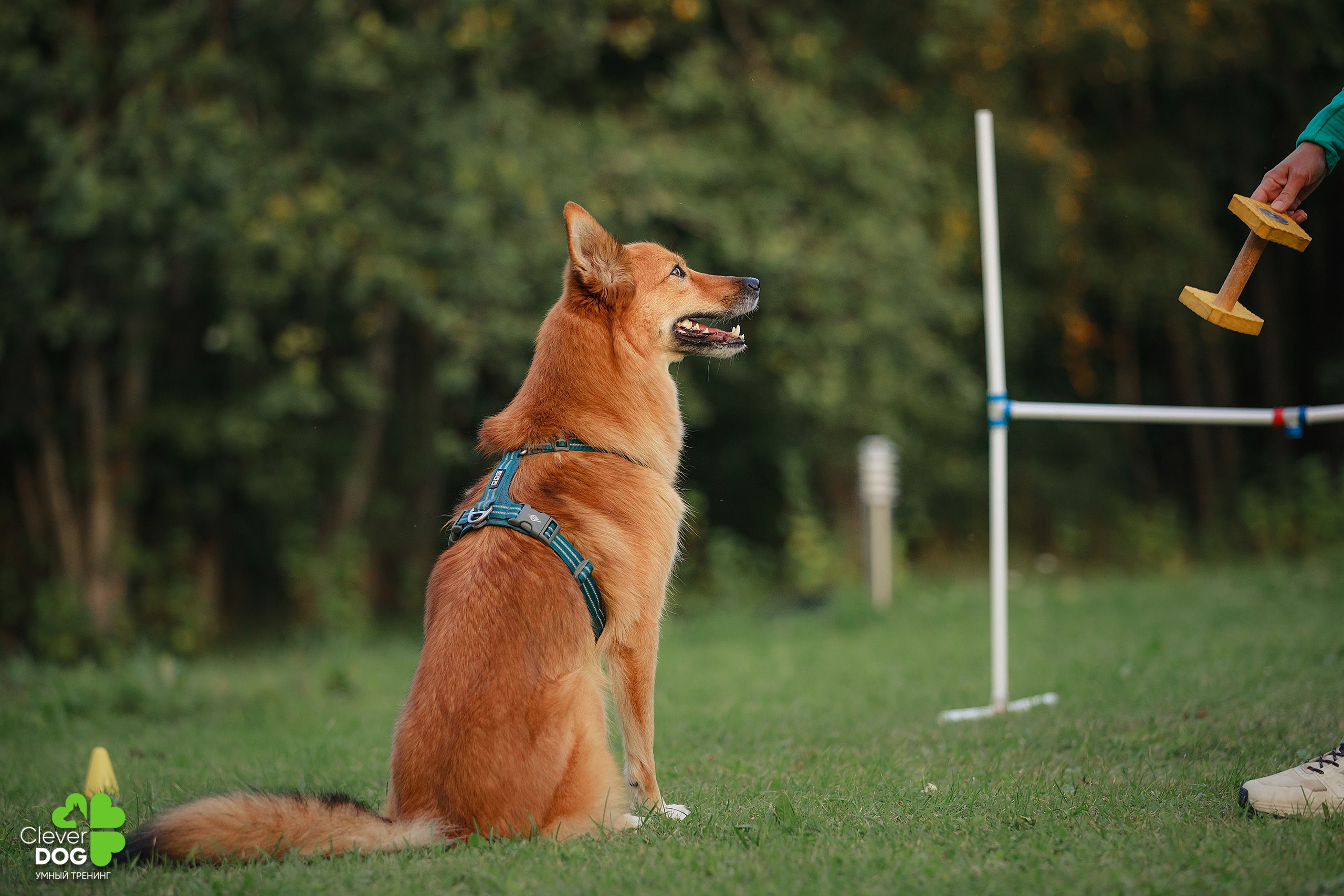 Кинологический лагерь CleverDog, 2024. Фотограф-анималист Mary Mart — Москва, Питер