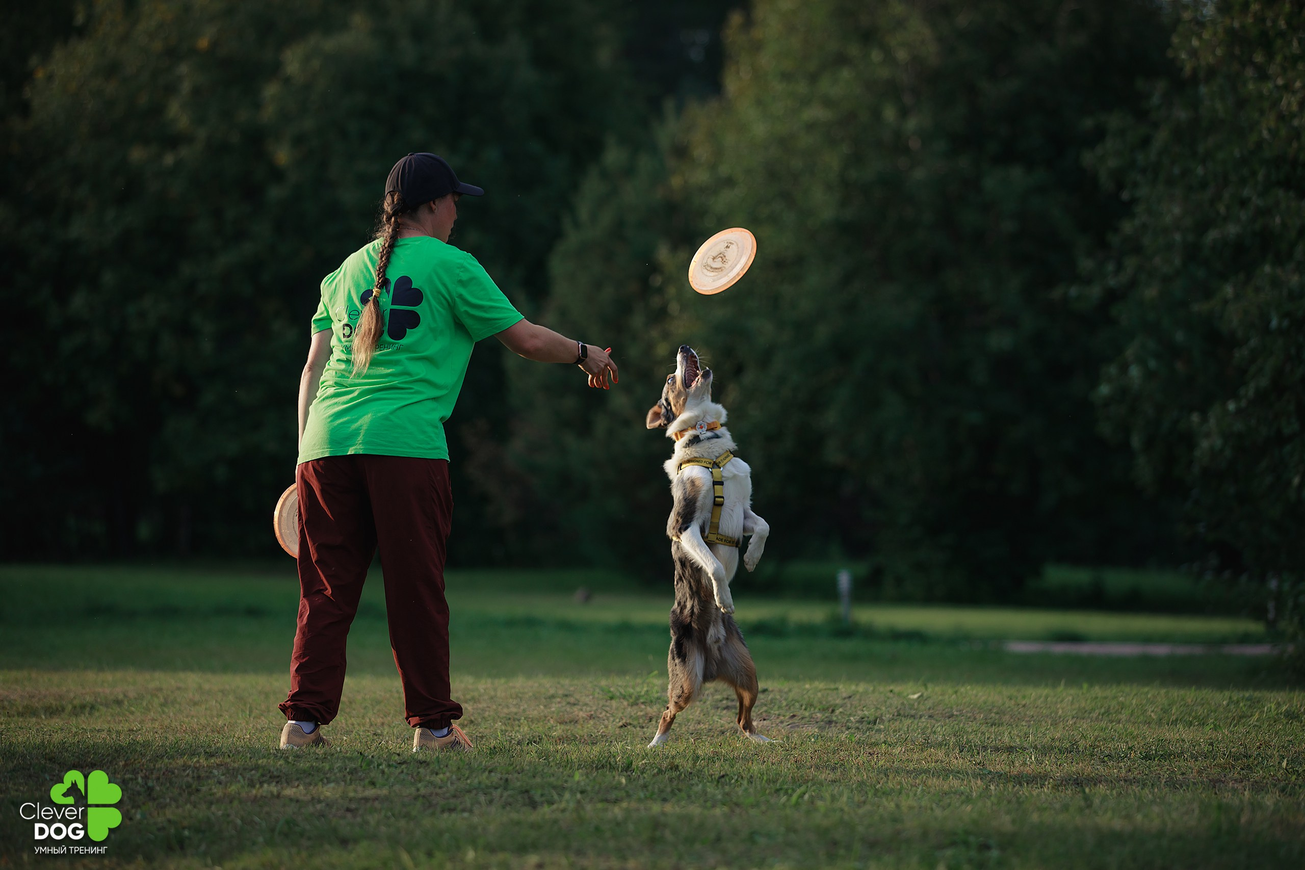 Кинологический лагерь CleverDog, 2024. Фотограф-анималист Mary Mart — Москва, Питер