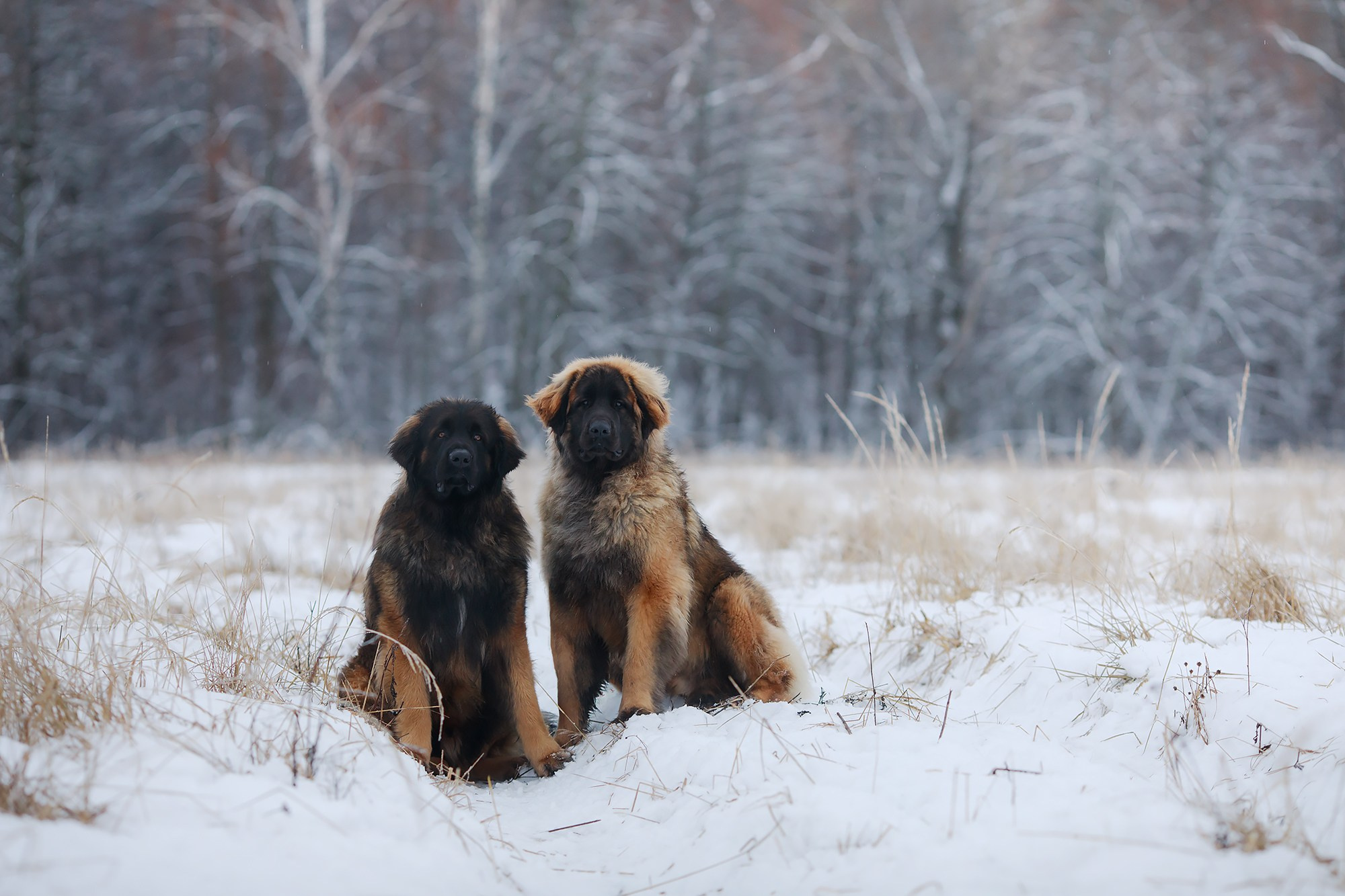 Леоненбергеры. Фотограф-анималист Mary Mart — Москва, Питер