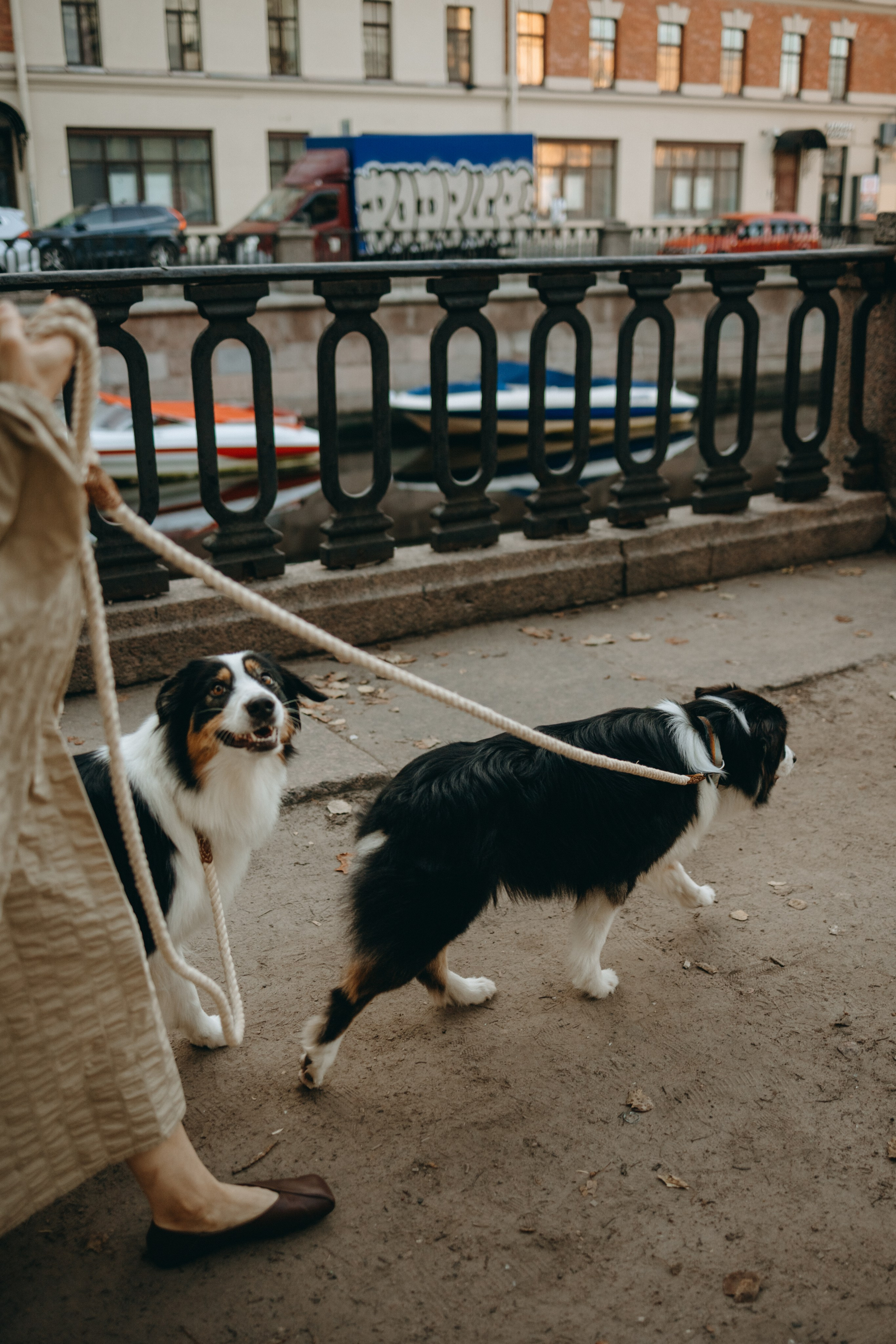 Катя и ее девочки. Фотограф — Анималист | Санкт-Петербург