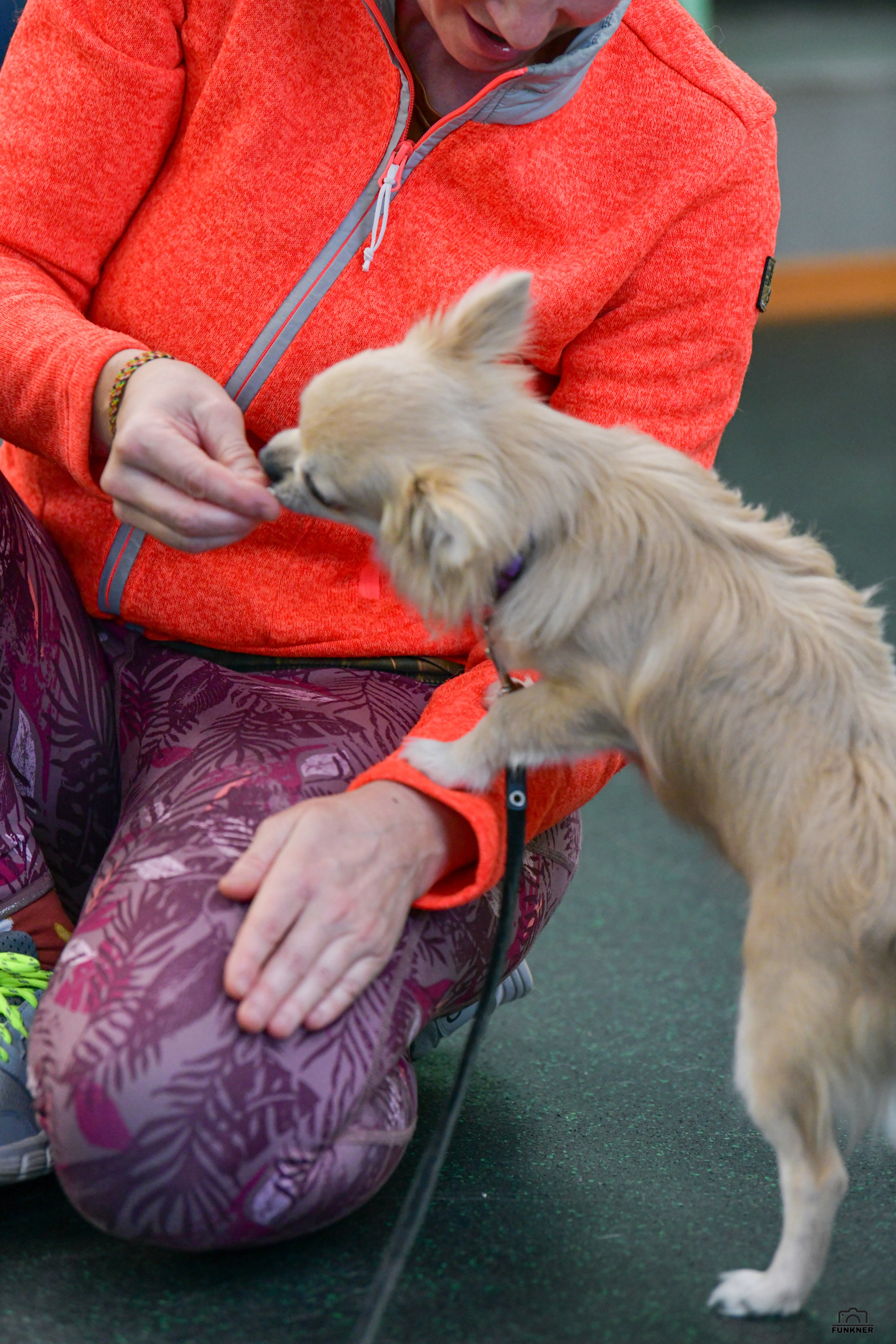 Кинологический клуб «Бодрый хвост». Свой взгляд через объектив
