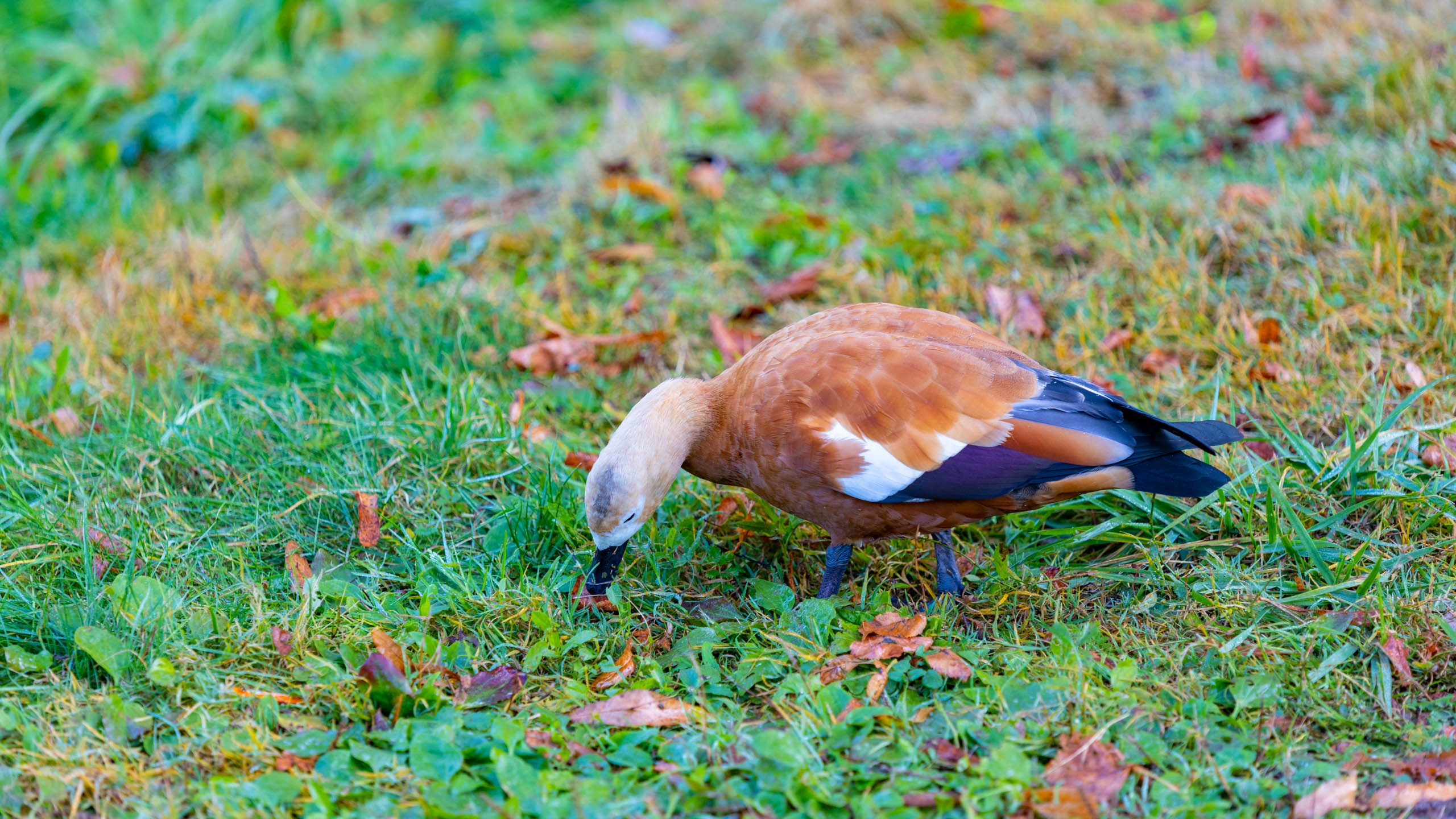2023 09 Царицыно. Фотографии
