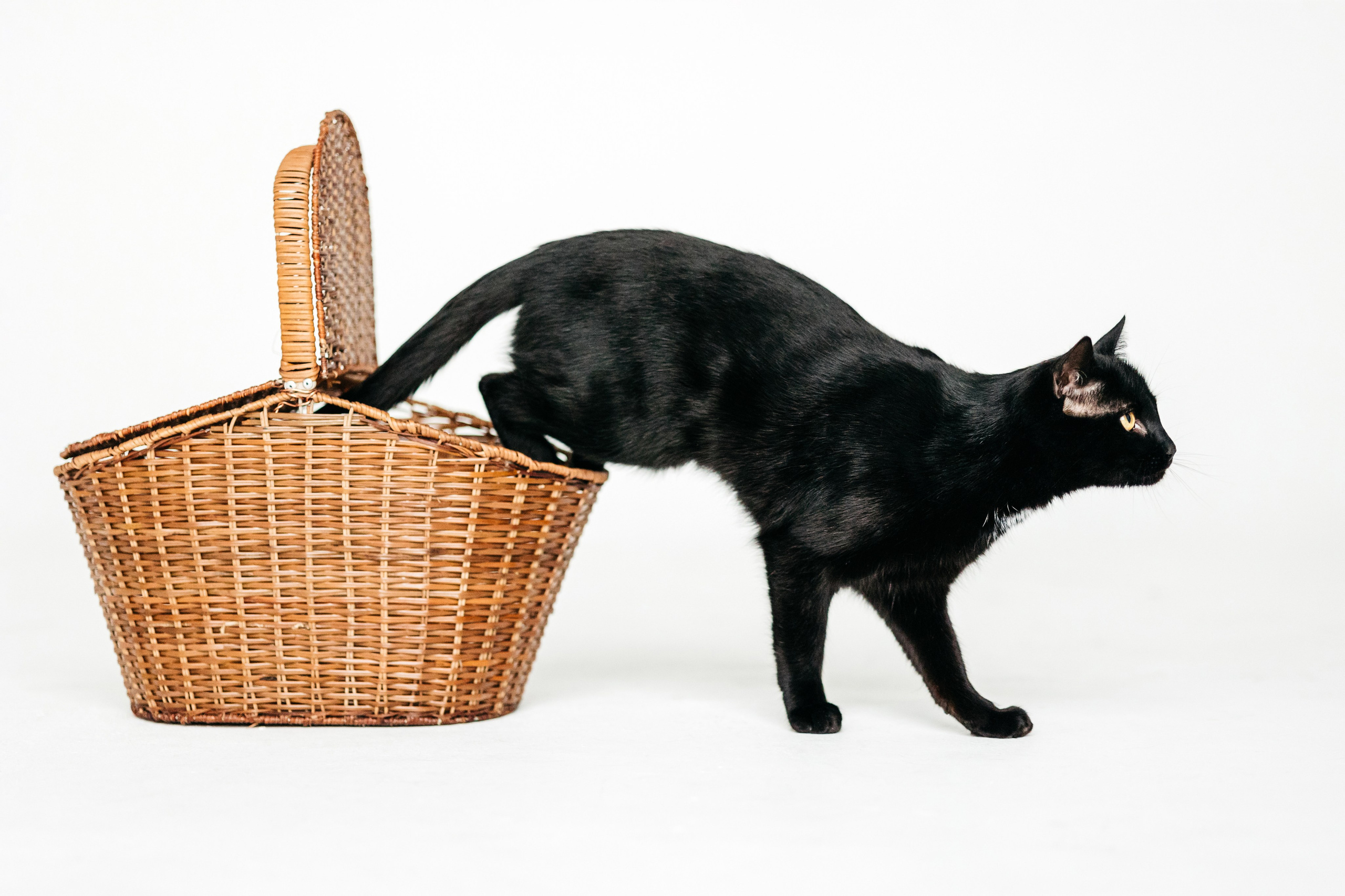 Кузя. Фотограф-анималист Елена Радченко, Москва