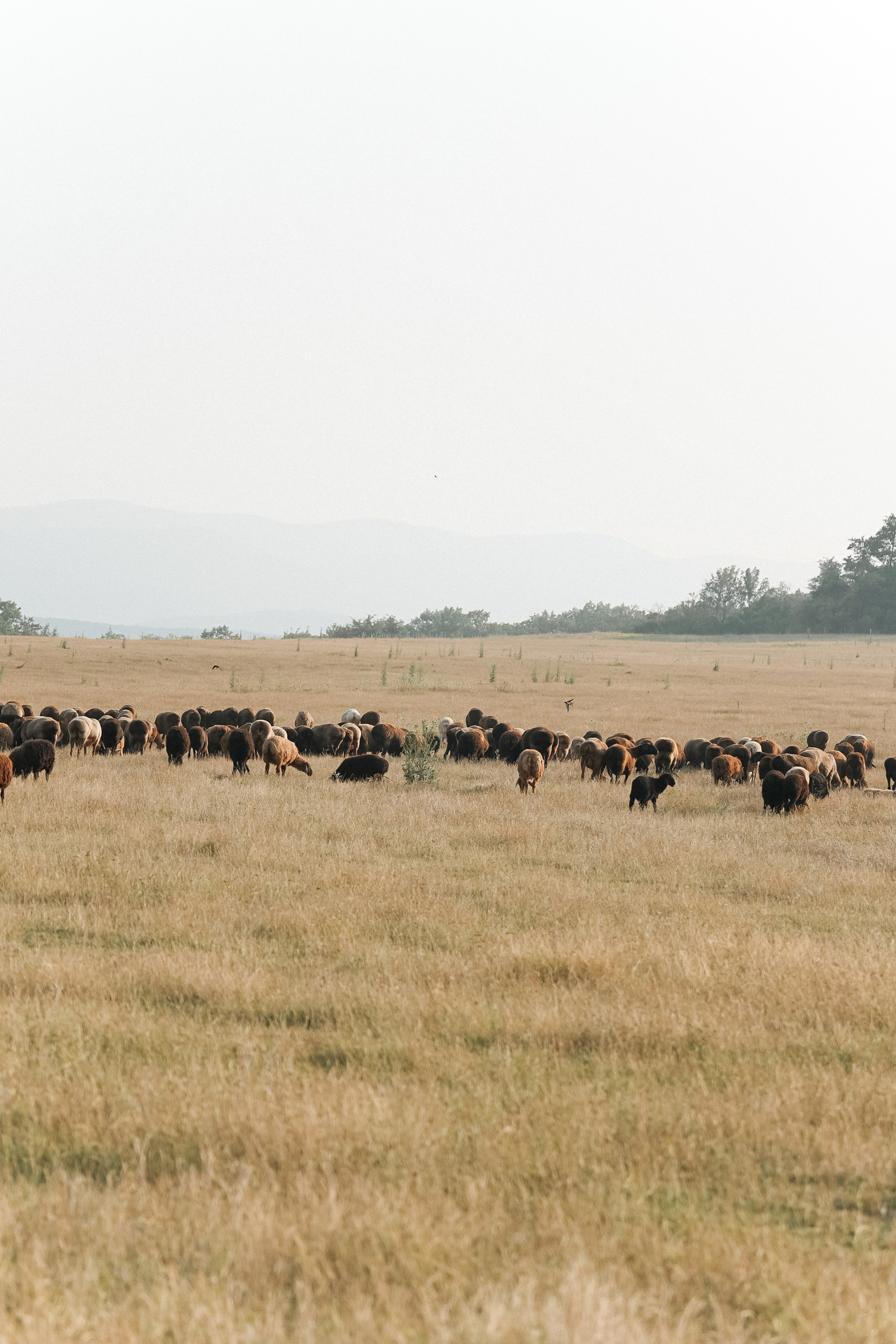 Фотосессия на природе. Фотограф с психологическим образованием