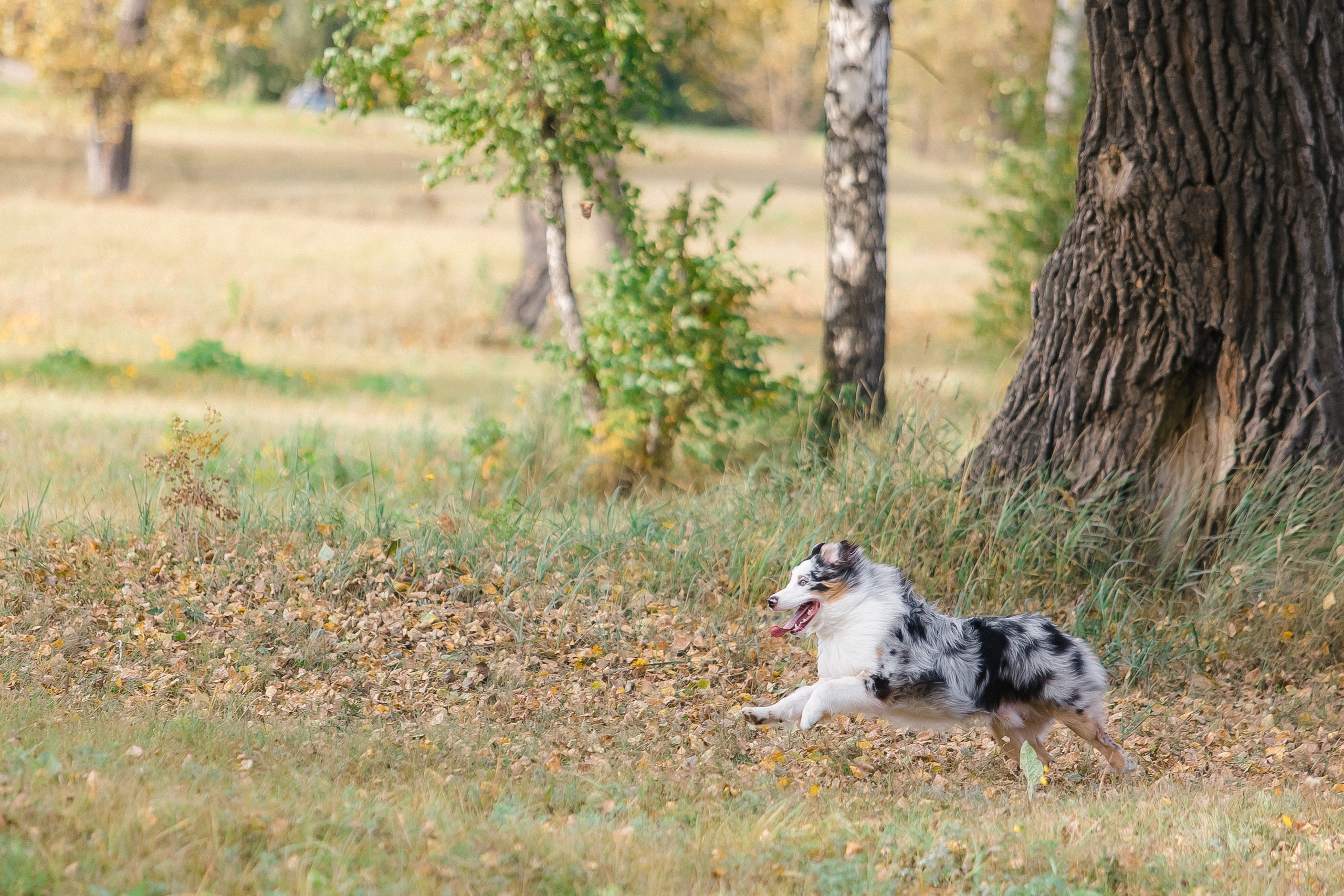 Аусси Дэймон. Свадебный и женский фотограф