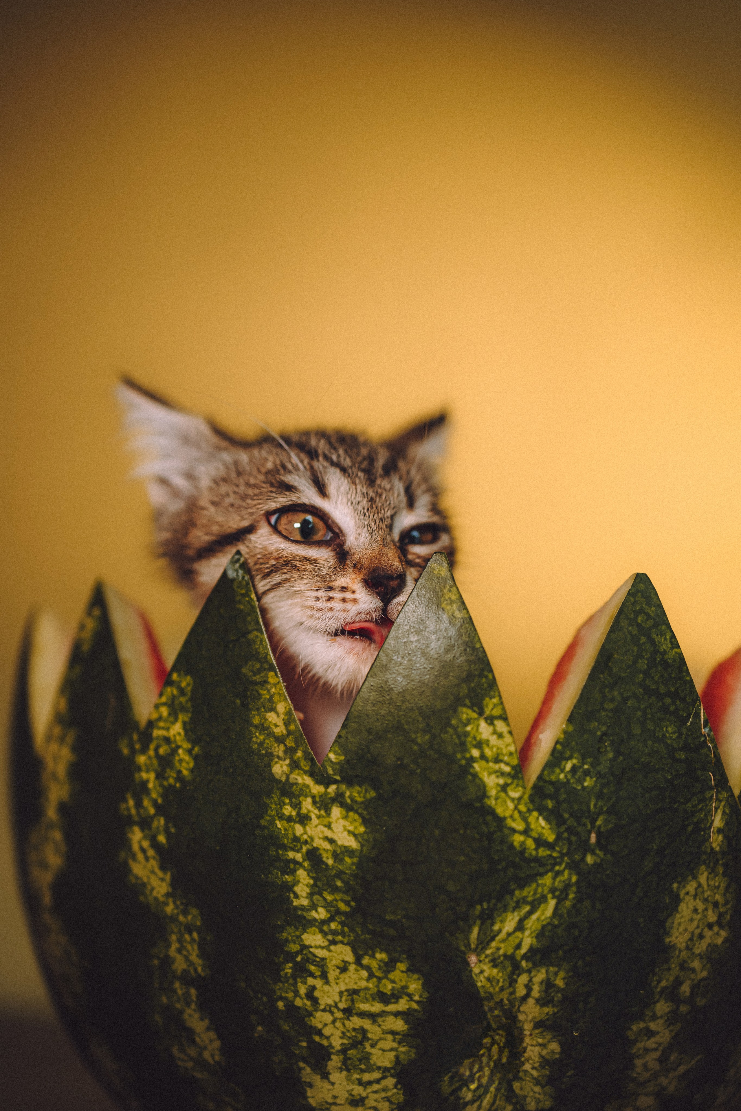 Сирена и арбуз