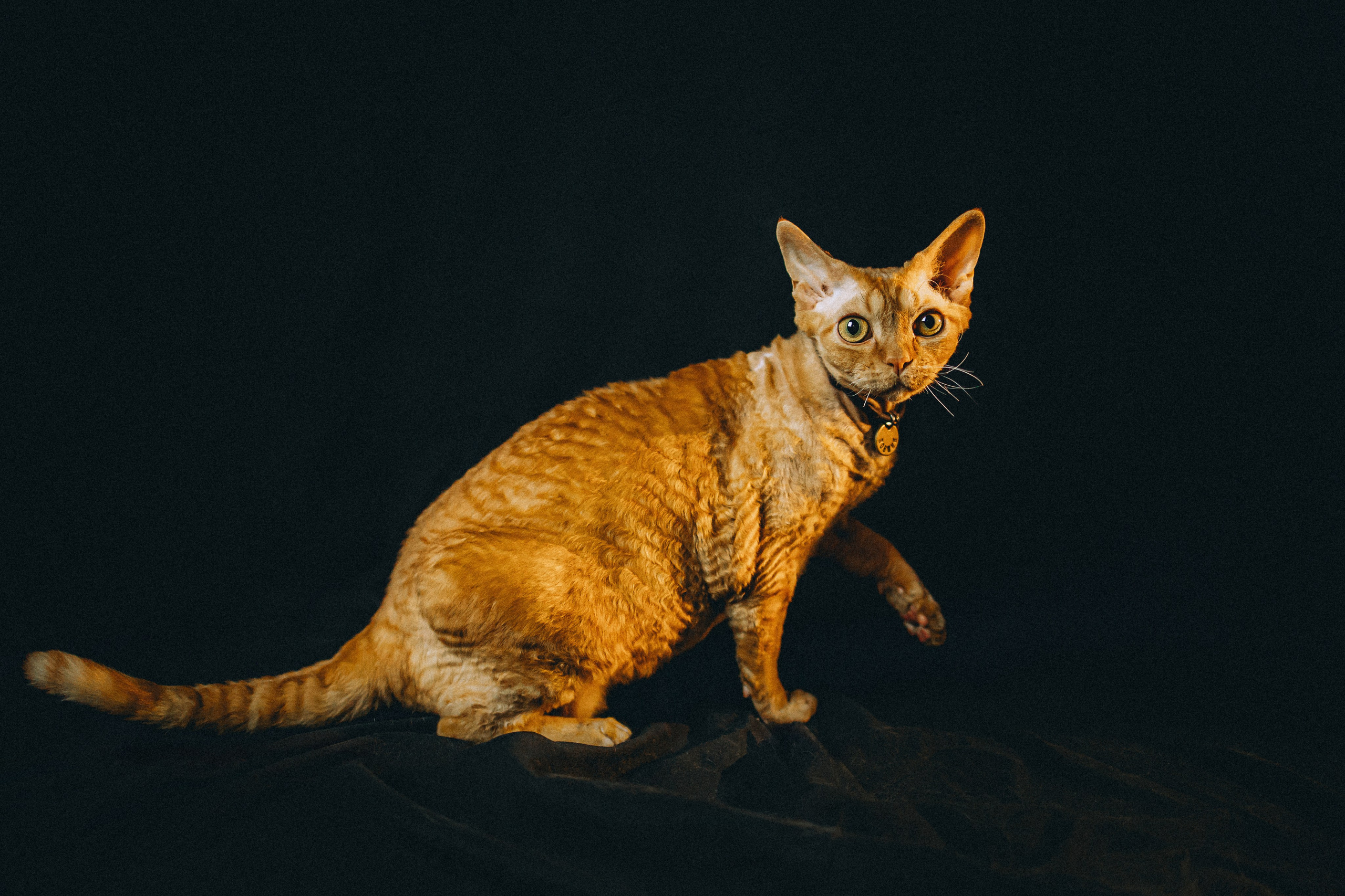 Гречка, Ковш и их семья