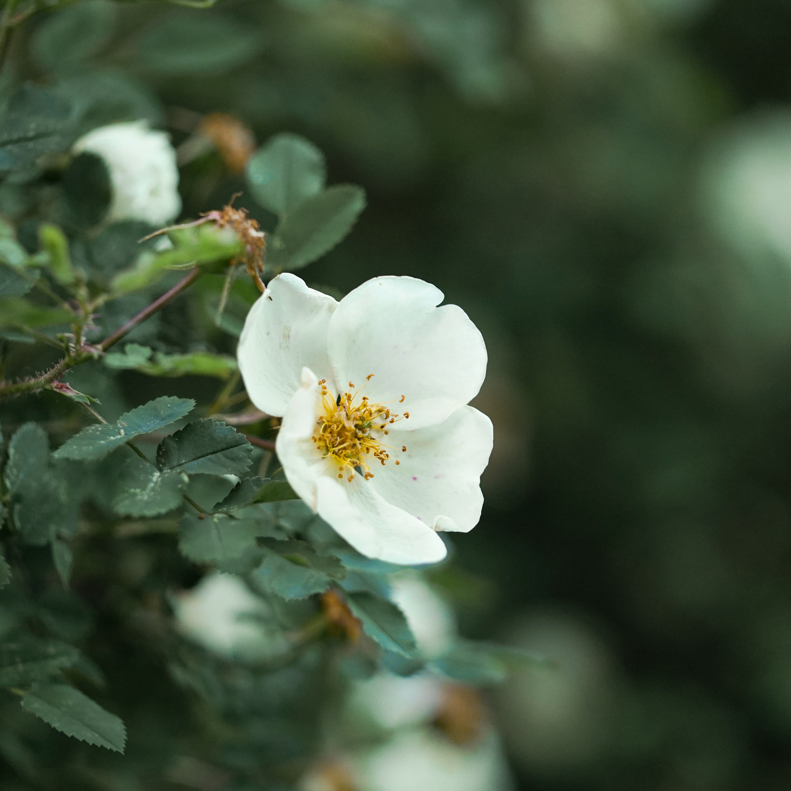 Счастливое детство. Фотограф Строгино Яна Гавриленко
