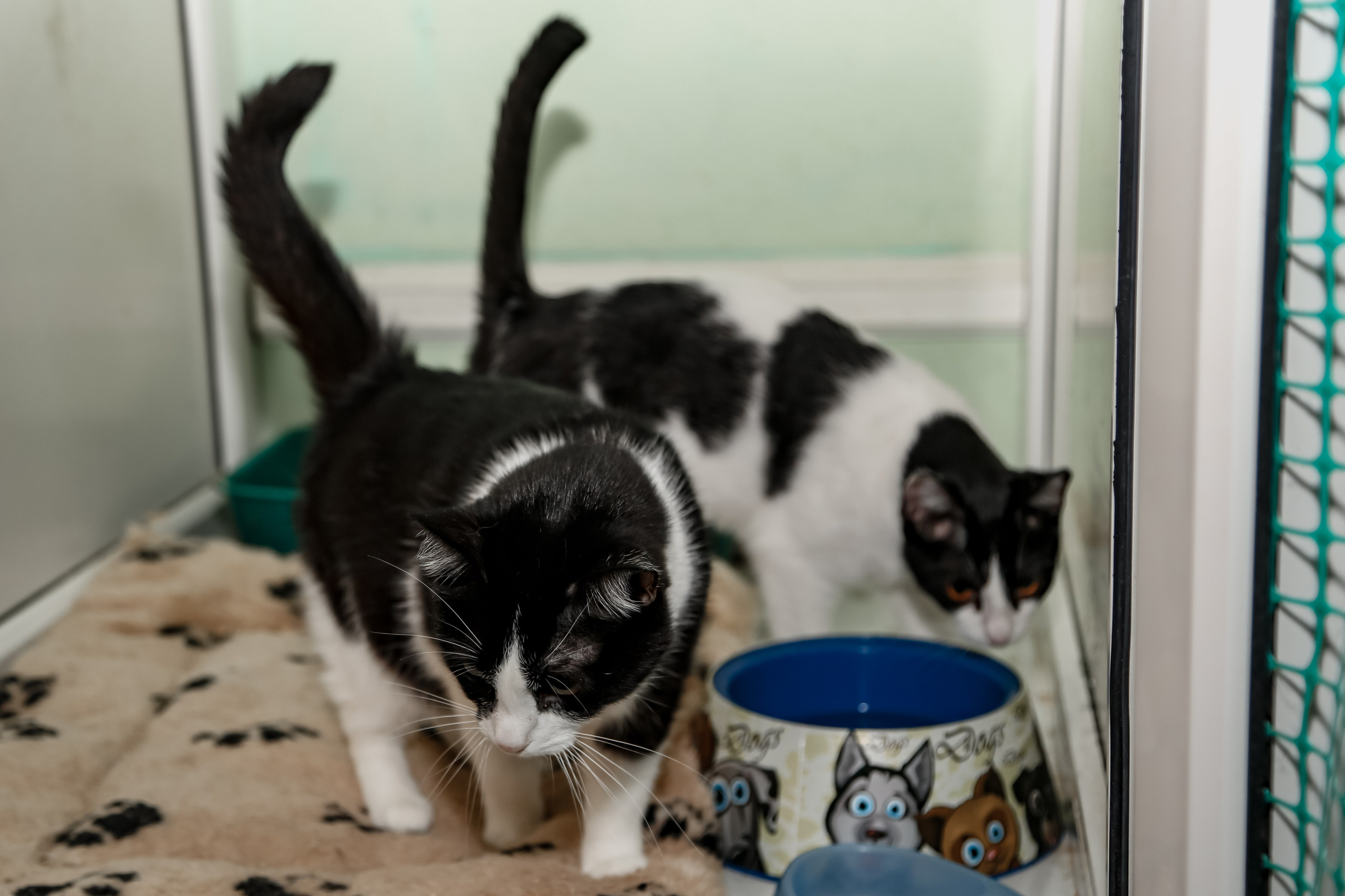 Приют Кошкин Дом Филимоша. Ваш фотограф в Оренбурге Рощупкина Екатерина