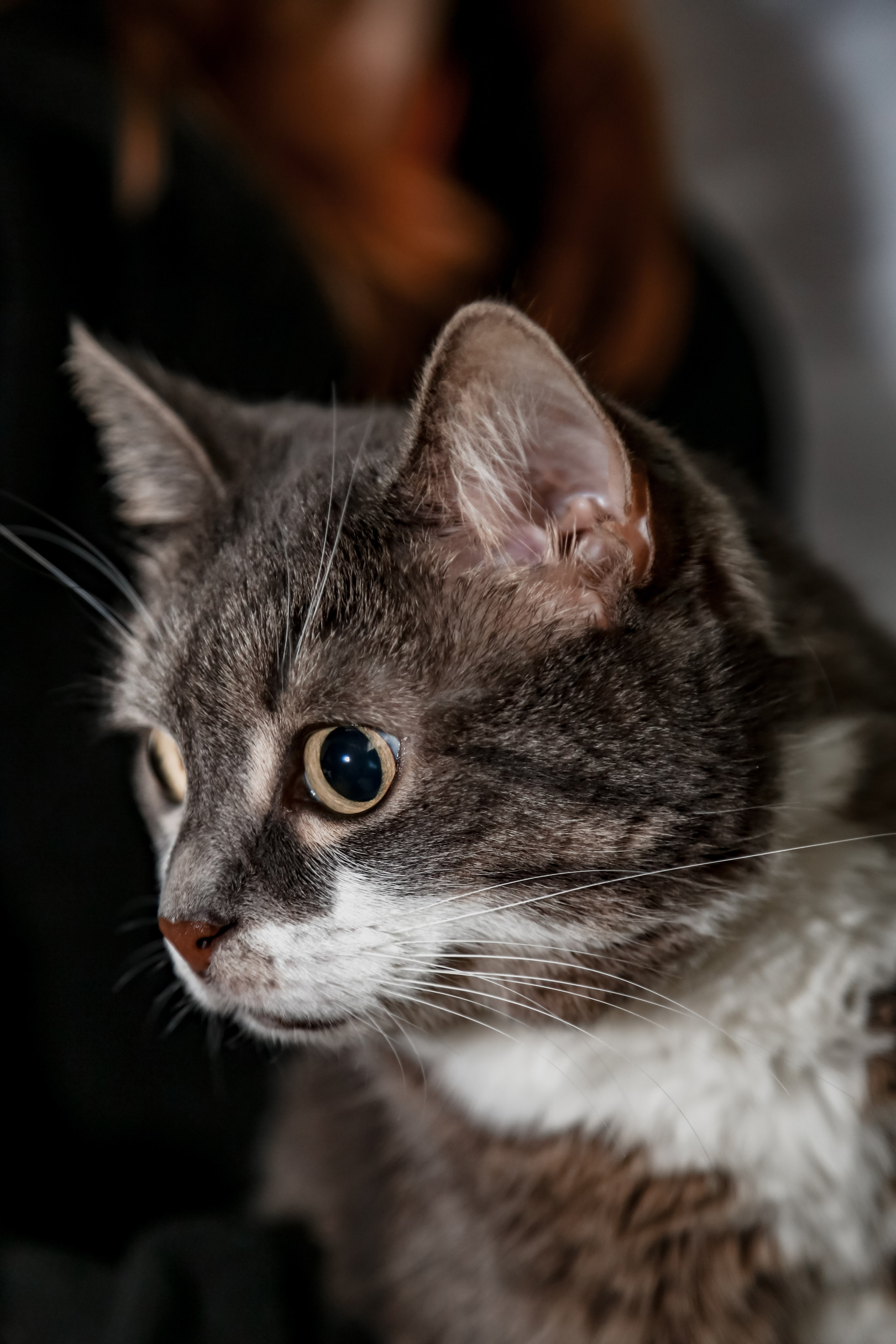 Приют Кошкин Дом Филимоша. Ваш фотограф в Оренбурге Рощупкина Екатерина