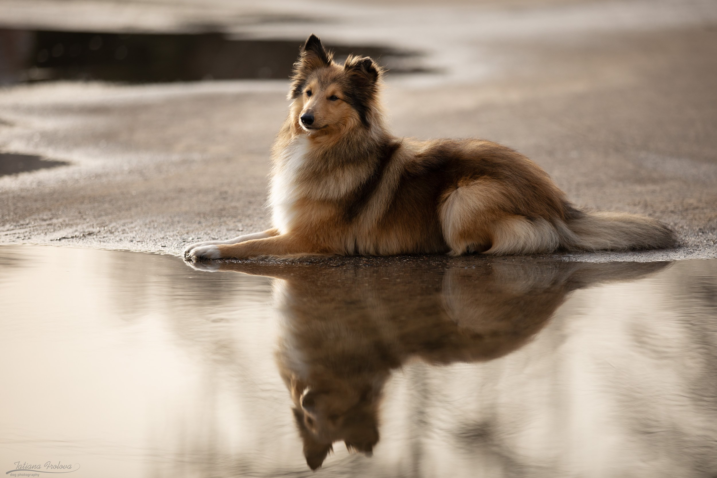 Фотопрогулка для шелти и её хозяйки в Ботаническом саду. Фотограф-анималист в Москве и Московской области Татьяна Фролова