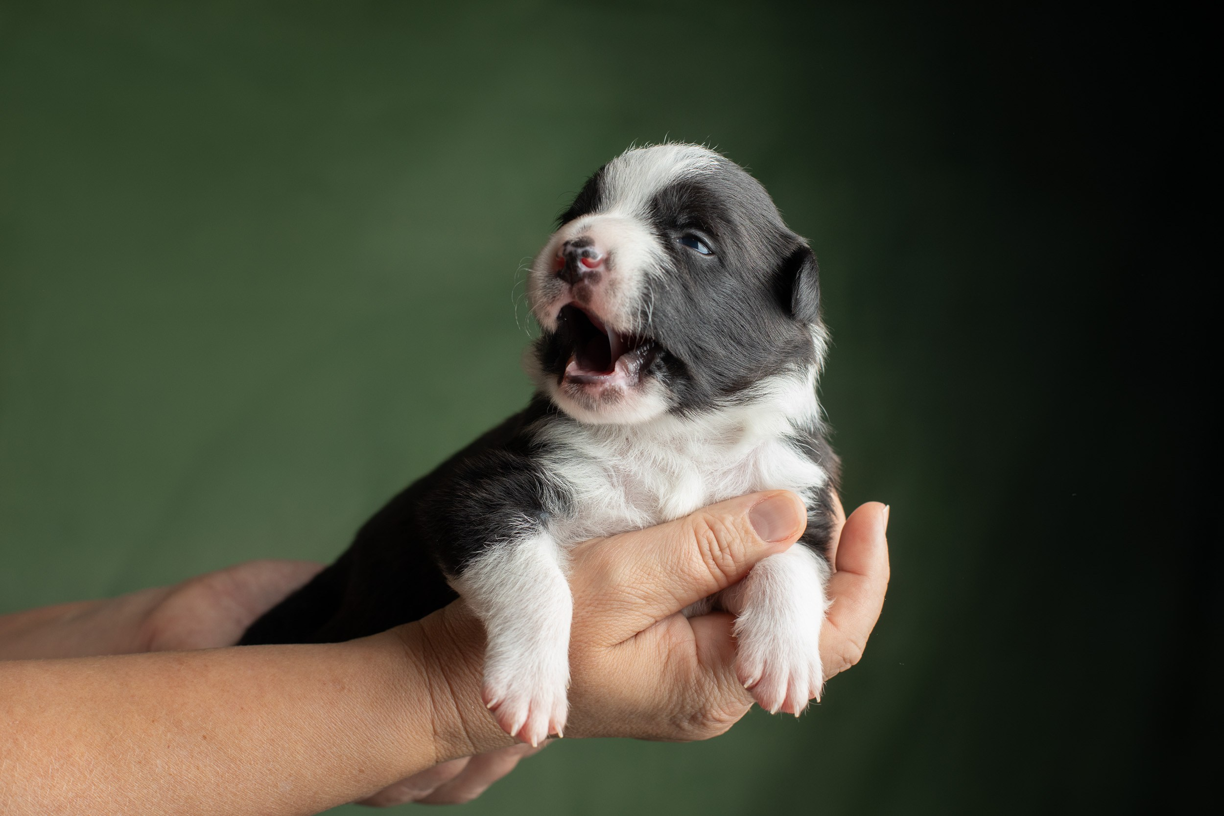 Студийная ньюборн съемка помета бордер-колли. Фотограф-анималист в Москве и Московской области Татьяна Фролова
