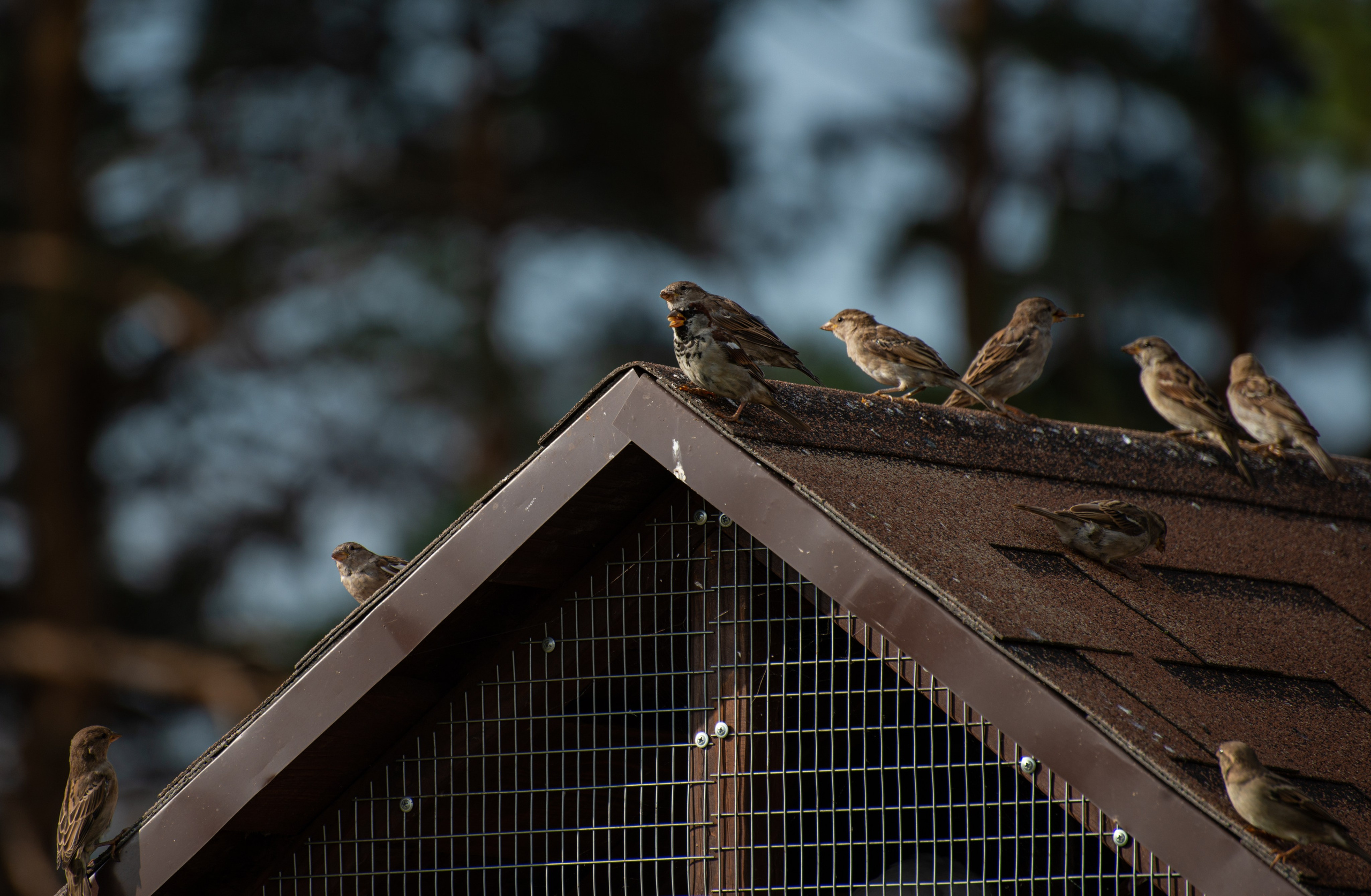Гости в Родославном. Конный фотограф в Саратове Юлия Иванова