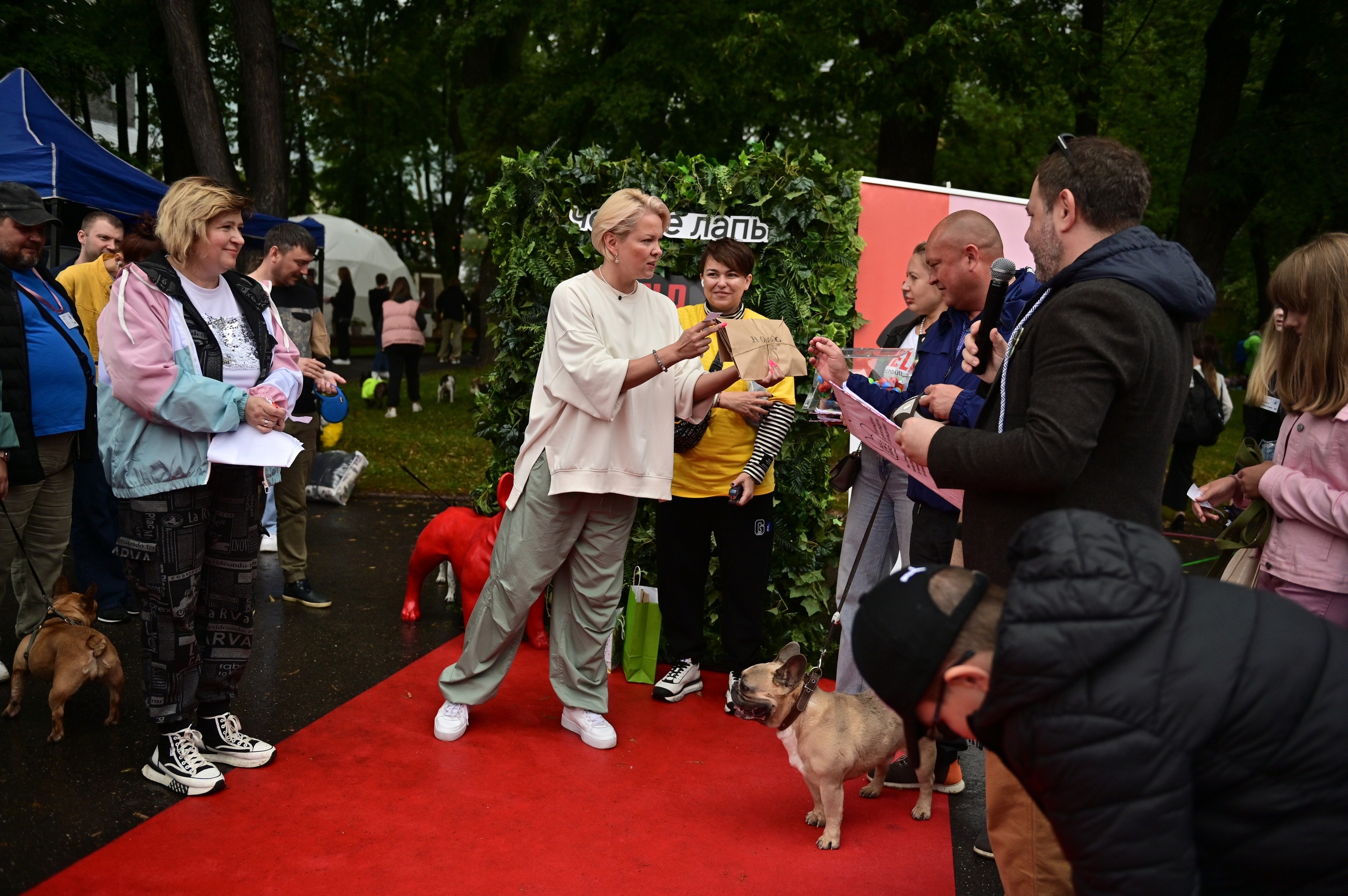 Парад французский бульдогов. Анна Пушина, фотограф, Москва, Королев, Пушкино