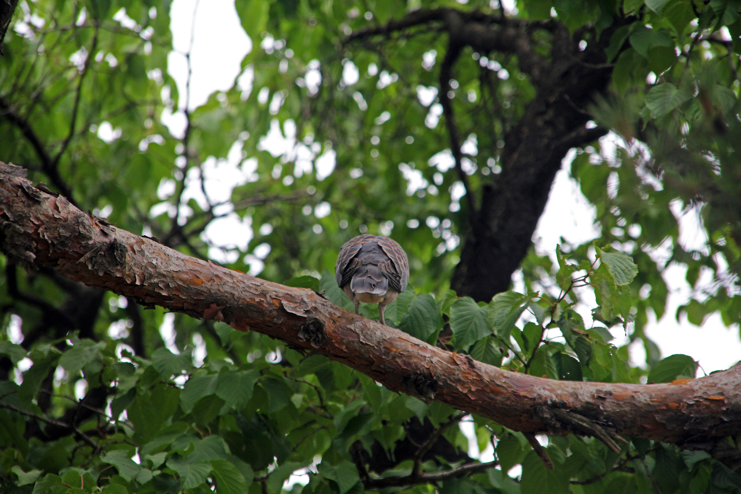 Южная Корея — Сеул. Фотограф Алексей Федорищев