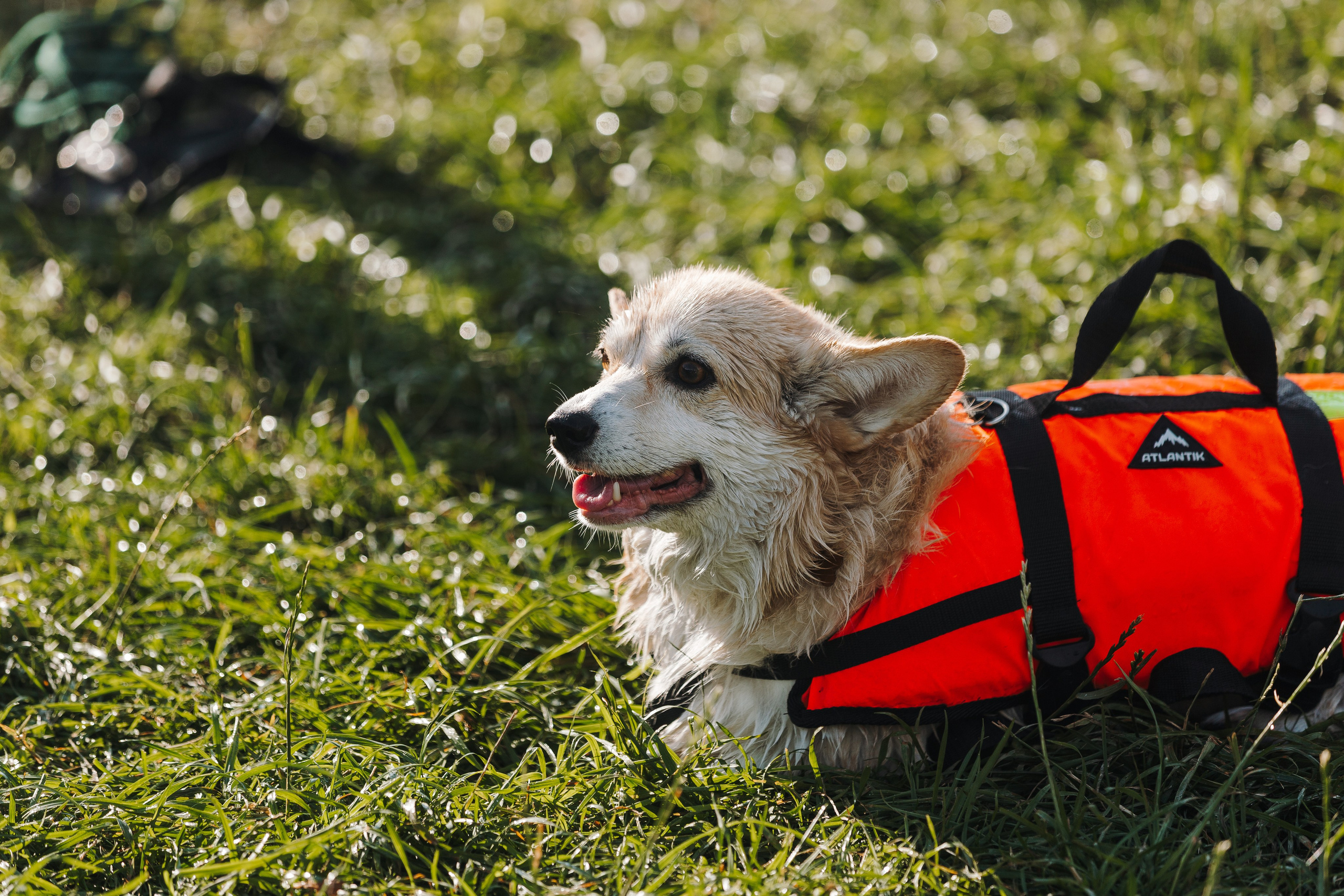 Petshop Sup day. Фотограф анималист Кристина Карпова, Москва