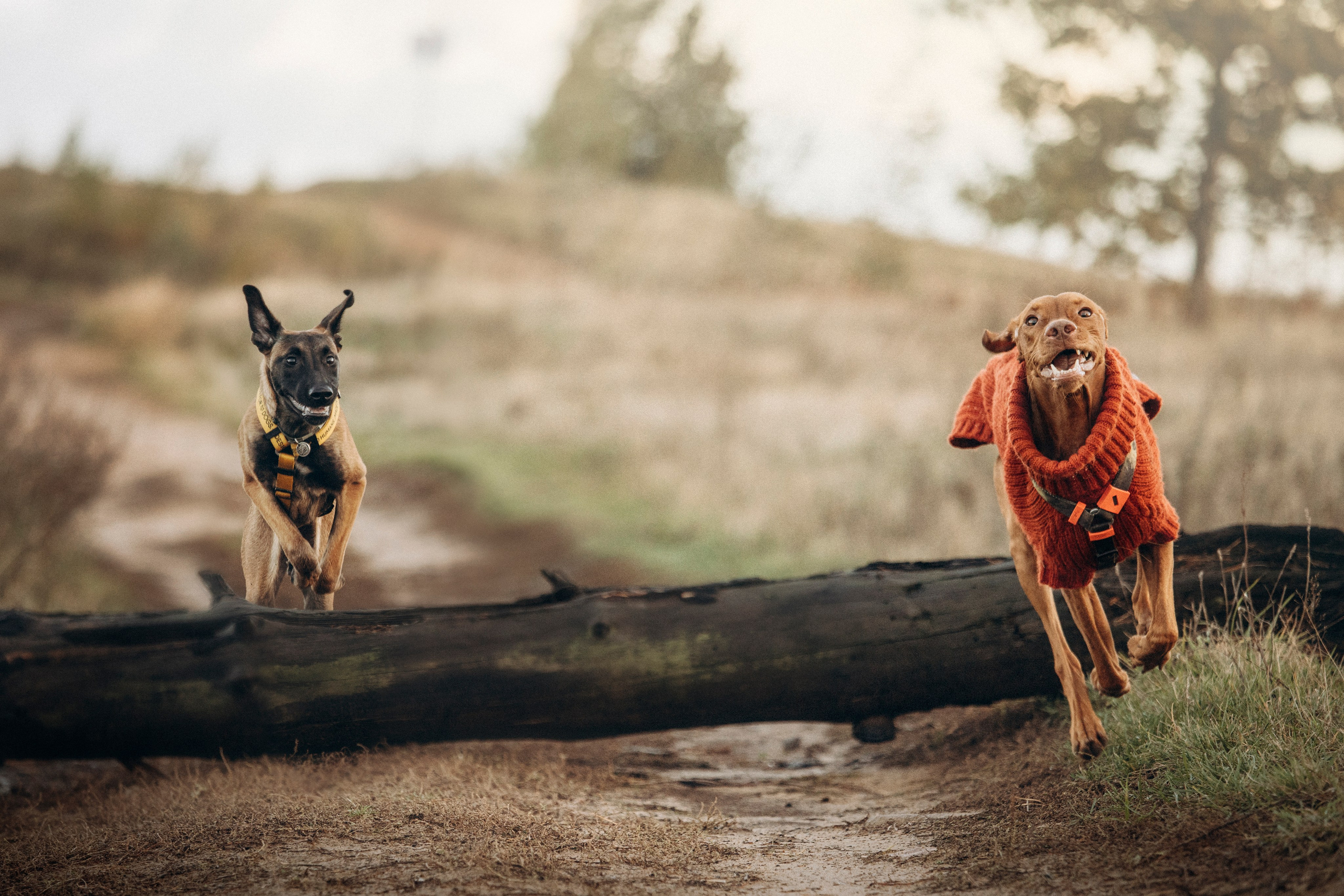 Трисс, Эста, Яся и их семья. Фотограф — Анималист | Санкт-Петербург