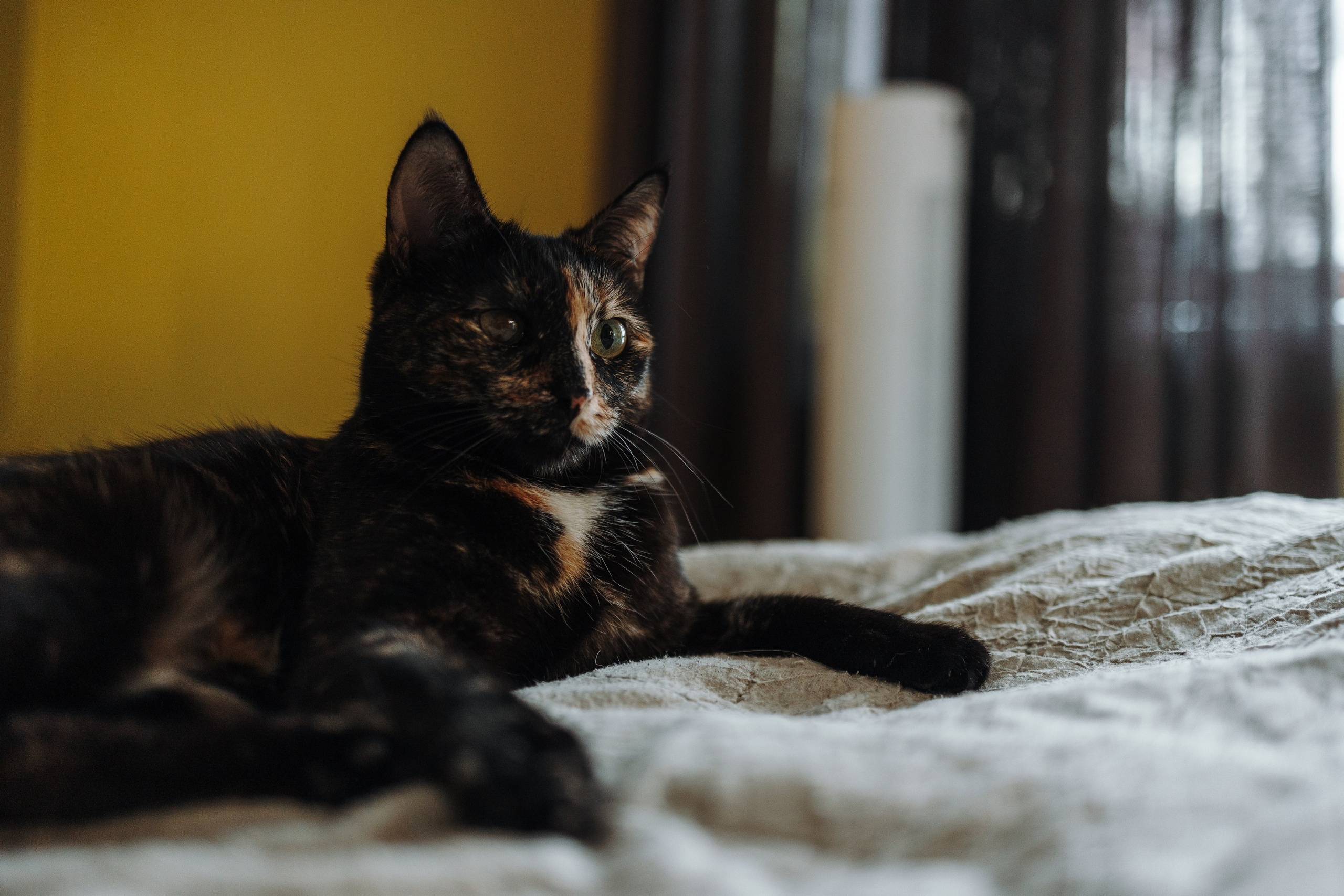 Саша и ее хвосты. Фотограф — Анималист | Санкт-Петербург