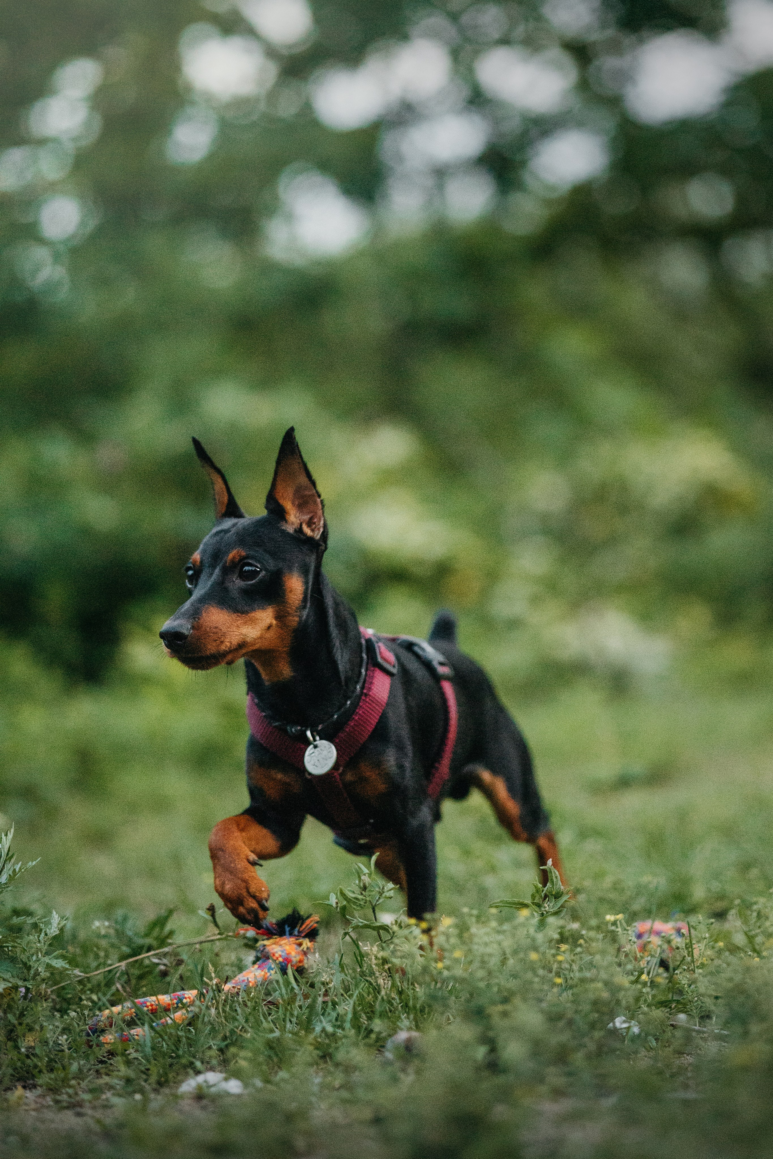 Сириус и его семья. Фотограф — Анималист | Санкт-Петербург