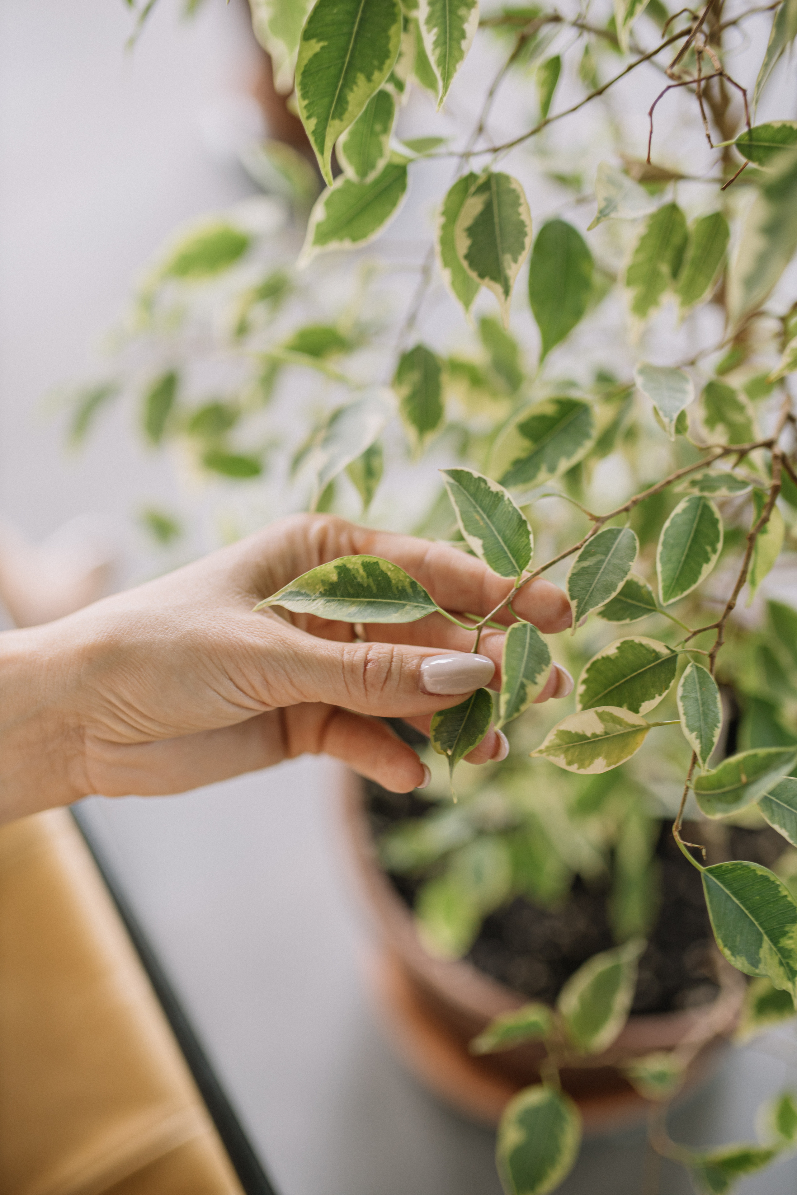 Для ландшафтного дизайнера