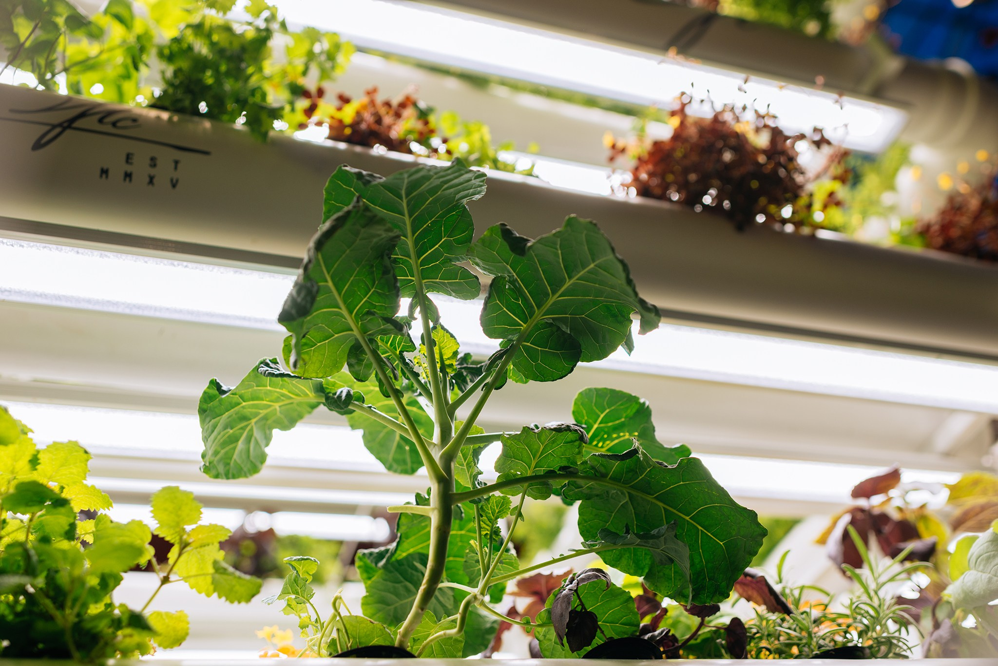 ЖИВЫЕ СПЕЦИИ. Микрозелень и Съедобные цветы. Репортажный фотограф в Санкт-Петербурге Анастасия Клёпова