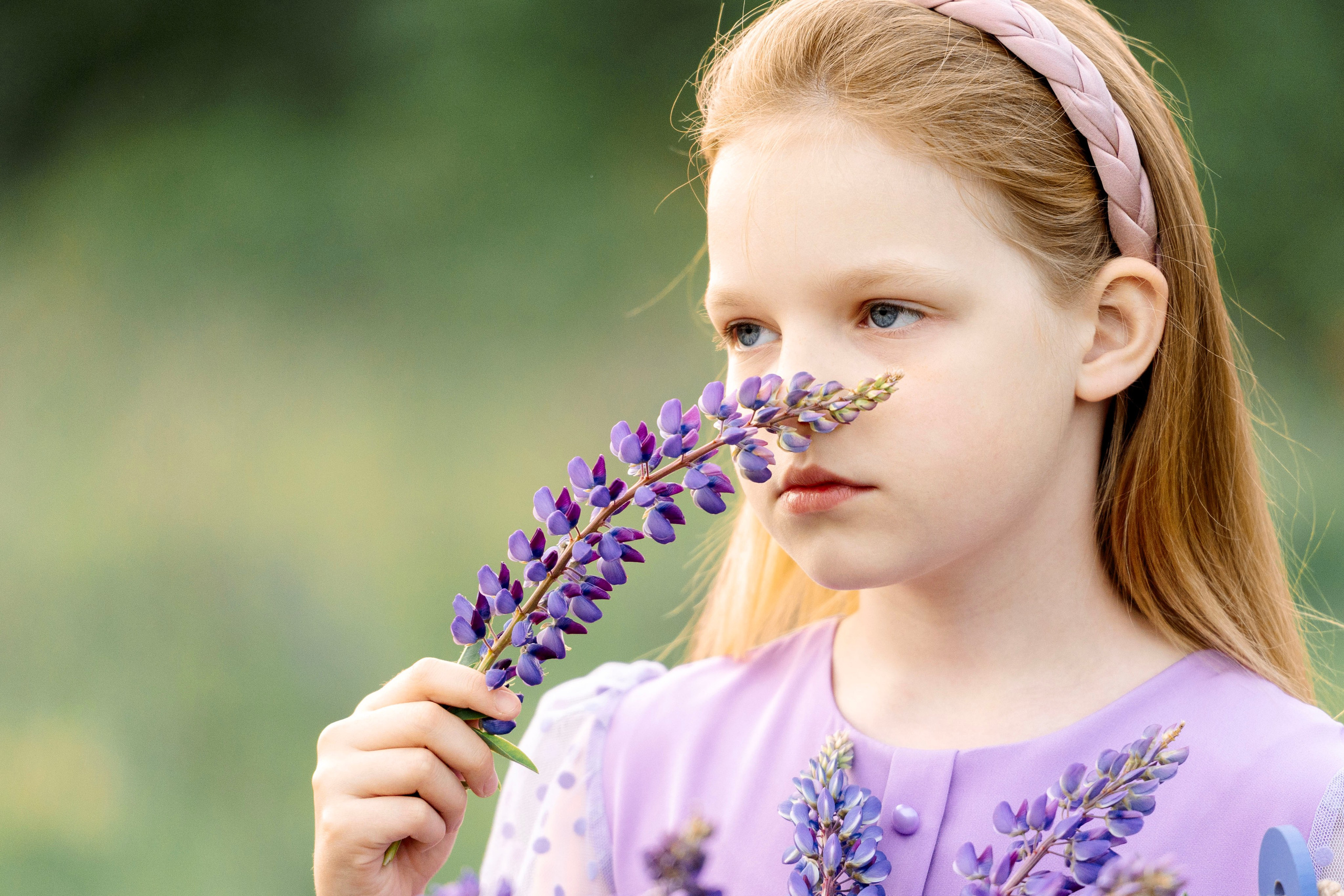 Люпины. Фотограф Юлия Попова