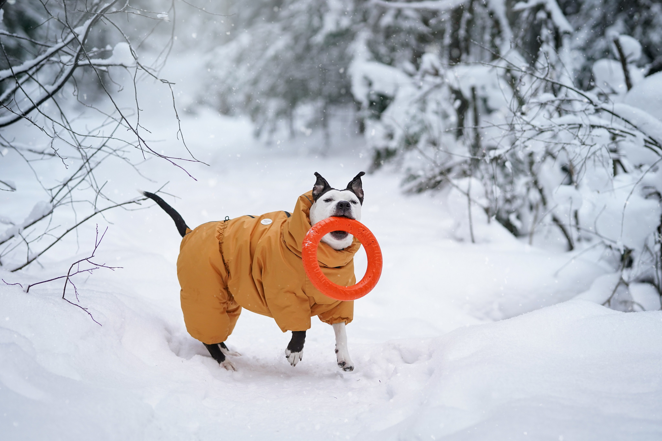 Маша Женя и Фиона. Фотограф-анималист в Санкт-Петербурге Яна Мартынова