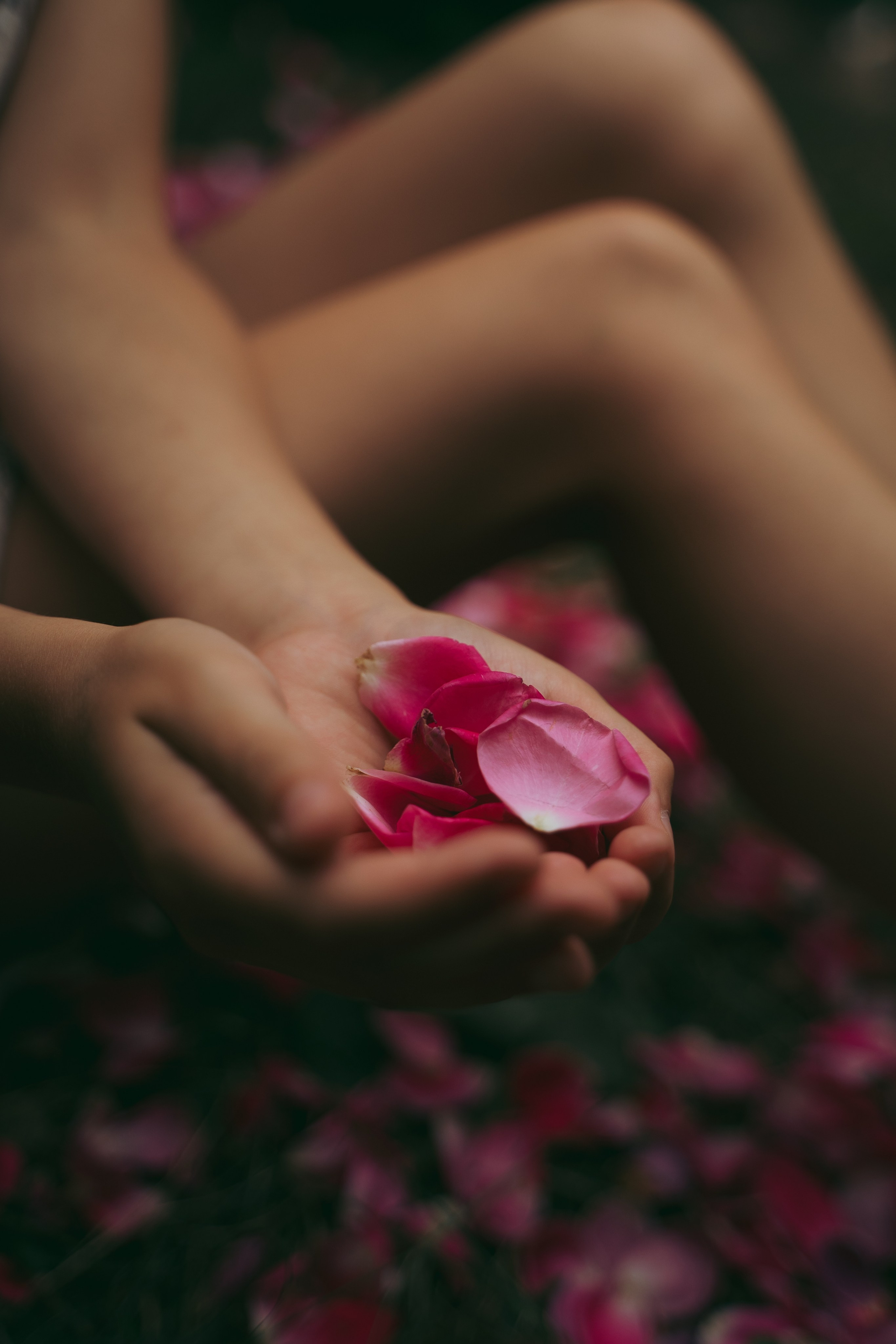 Розы. Фотограф Мария Зайчик