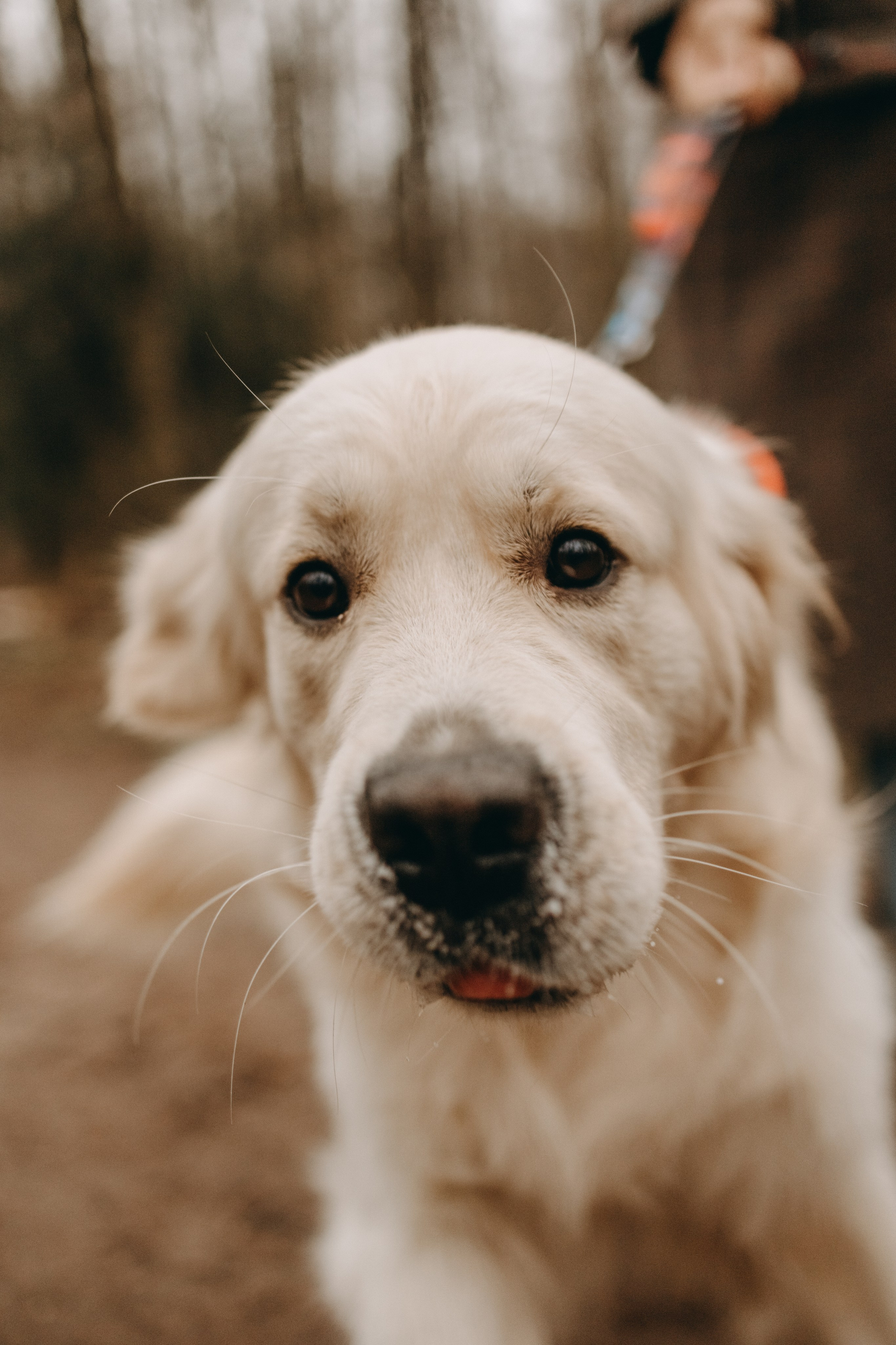 Лаки и его семья. Фотограф — Анималист | Санкт-Петербург