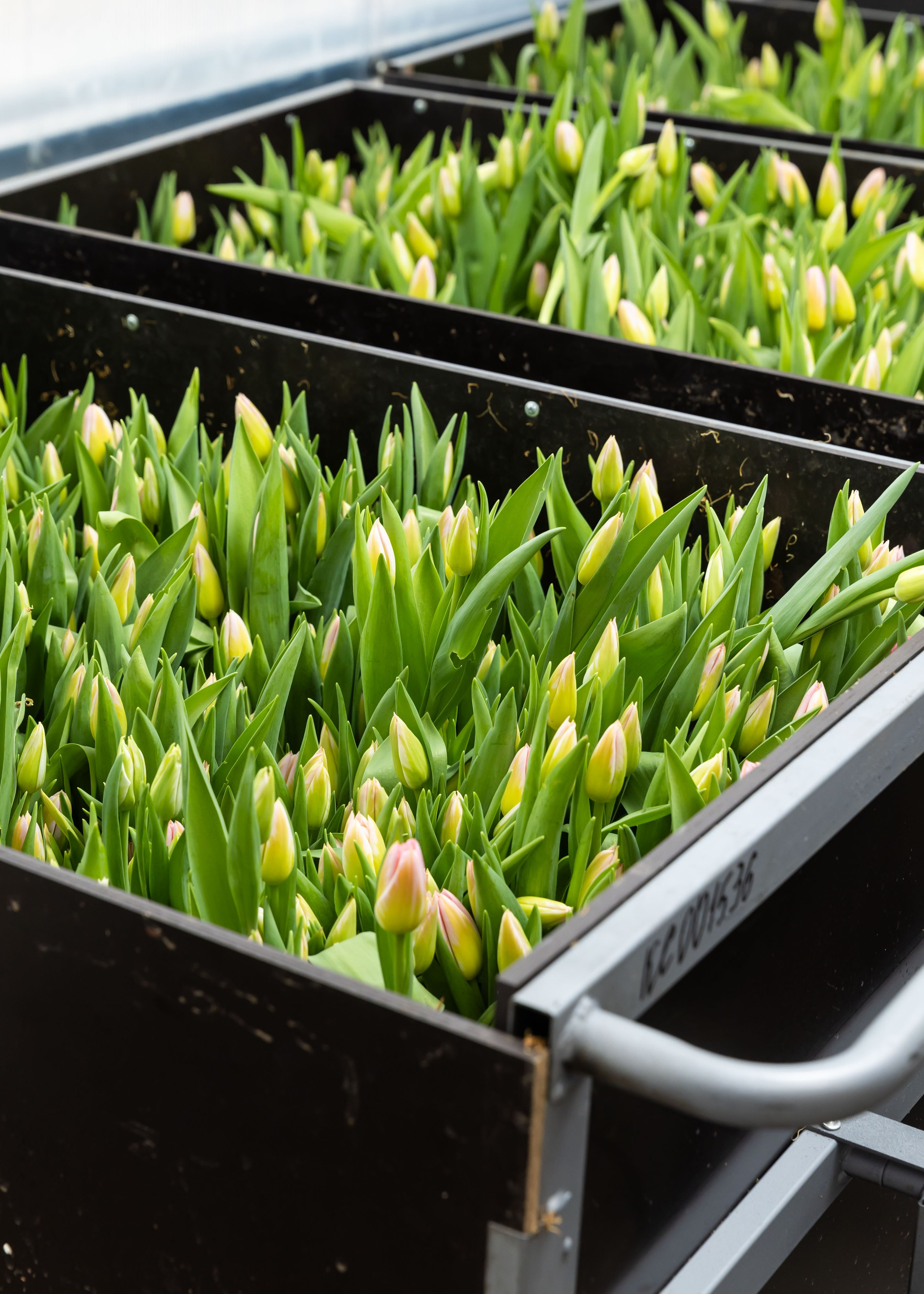 26.02.2026 Цветополис. ФОТОГРАФ ВИНОГРАДОВА ДАРЬЯ