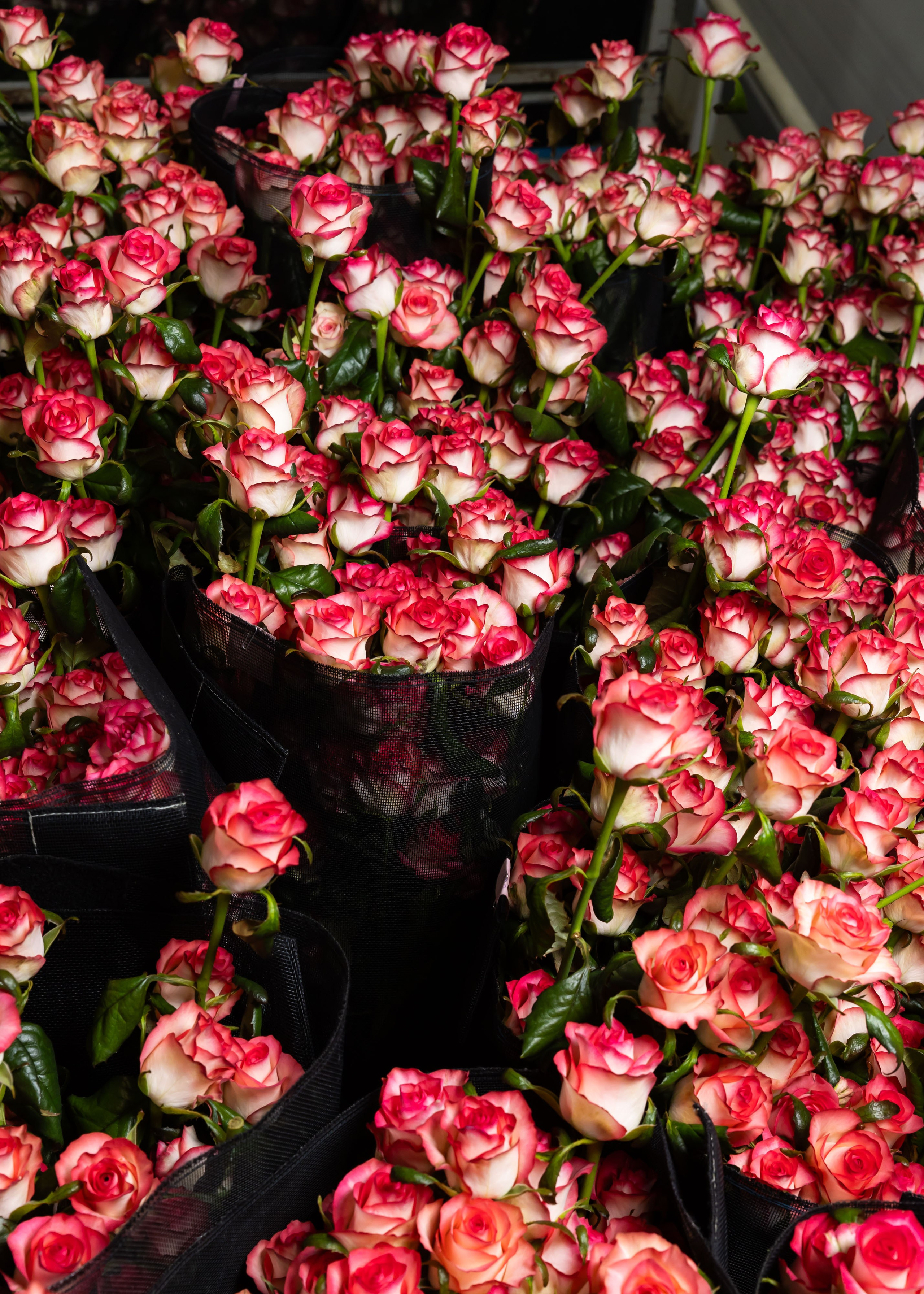 ЦВЕТЫ. ФОТОГРАФ ВИНОГРАДОВА ДАРЬЯ