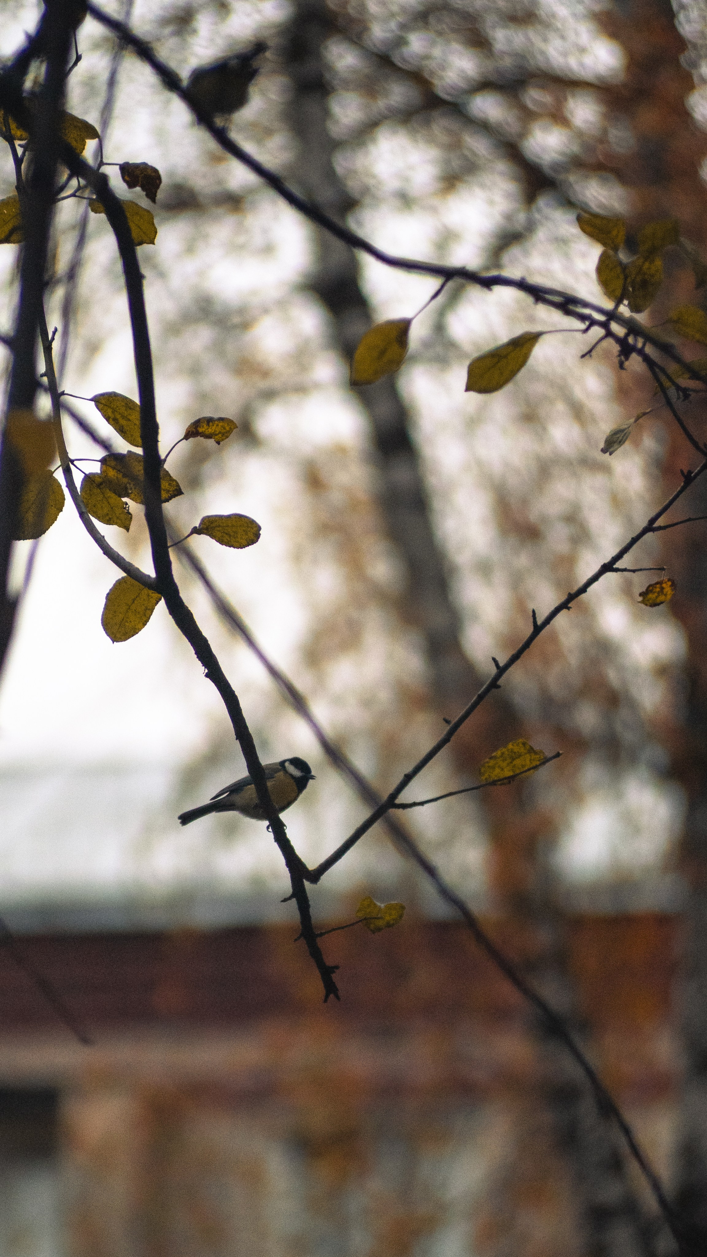 Autumn mood. MadGoose — Street photographer