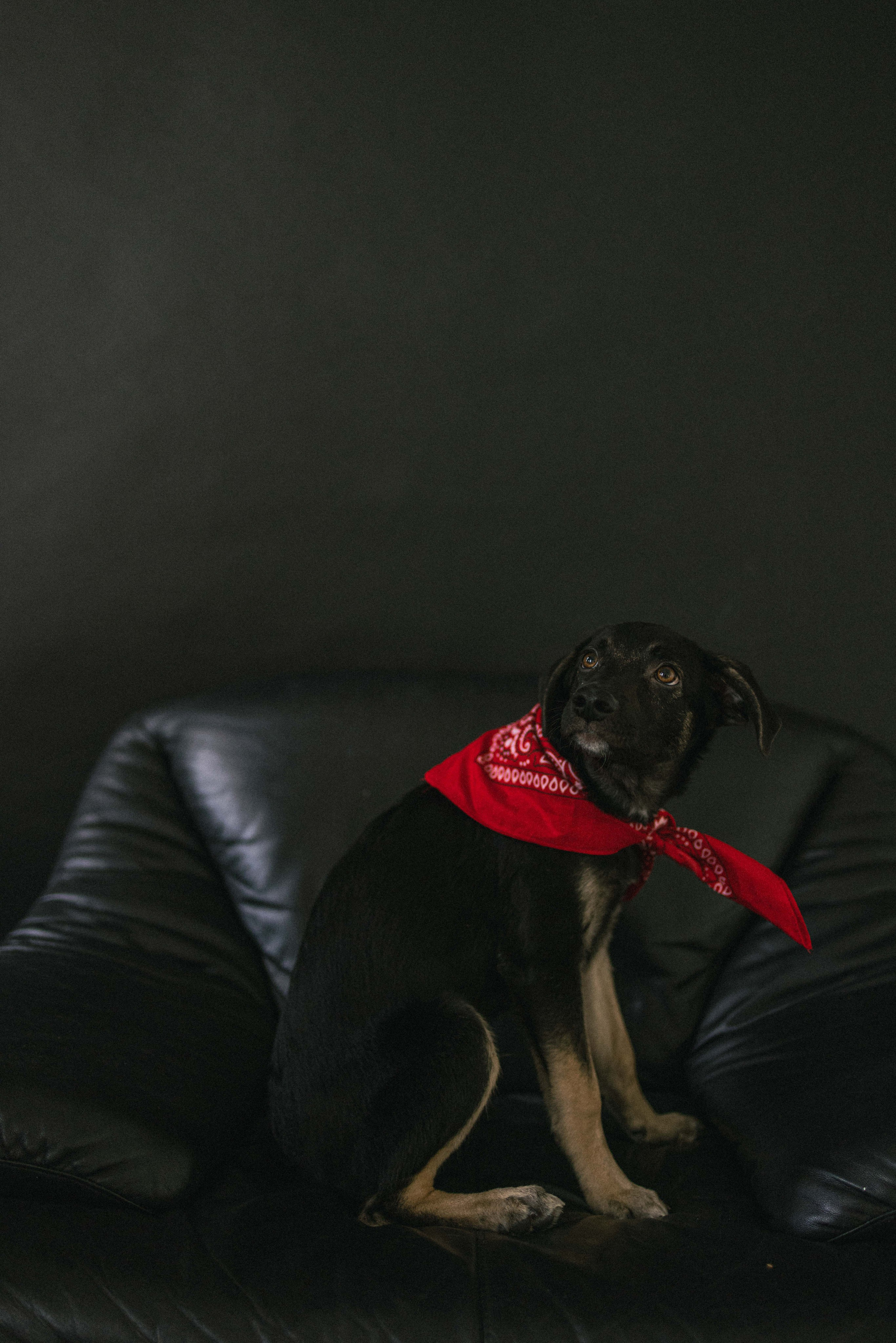 Крис и Тэдди. Фотограф-анималист в Москве Лера Черноног