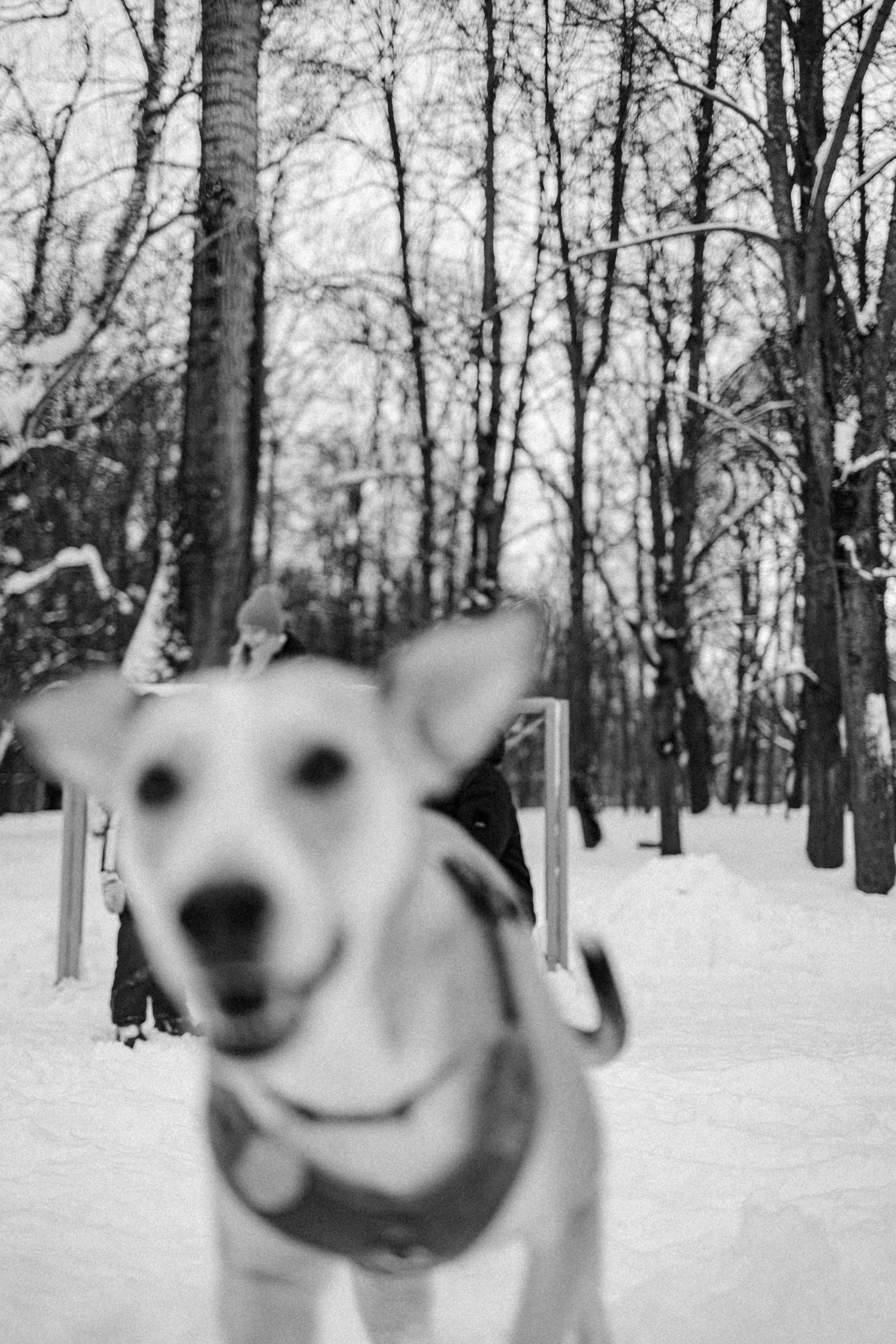 Свобода и ее семья. Фотограф-анималист в Москве Лера Черноног