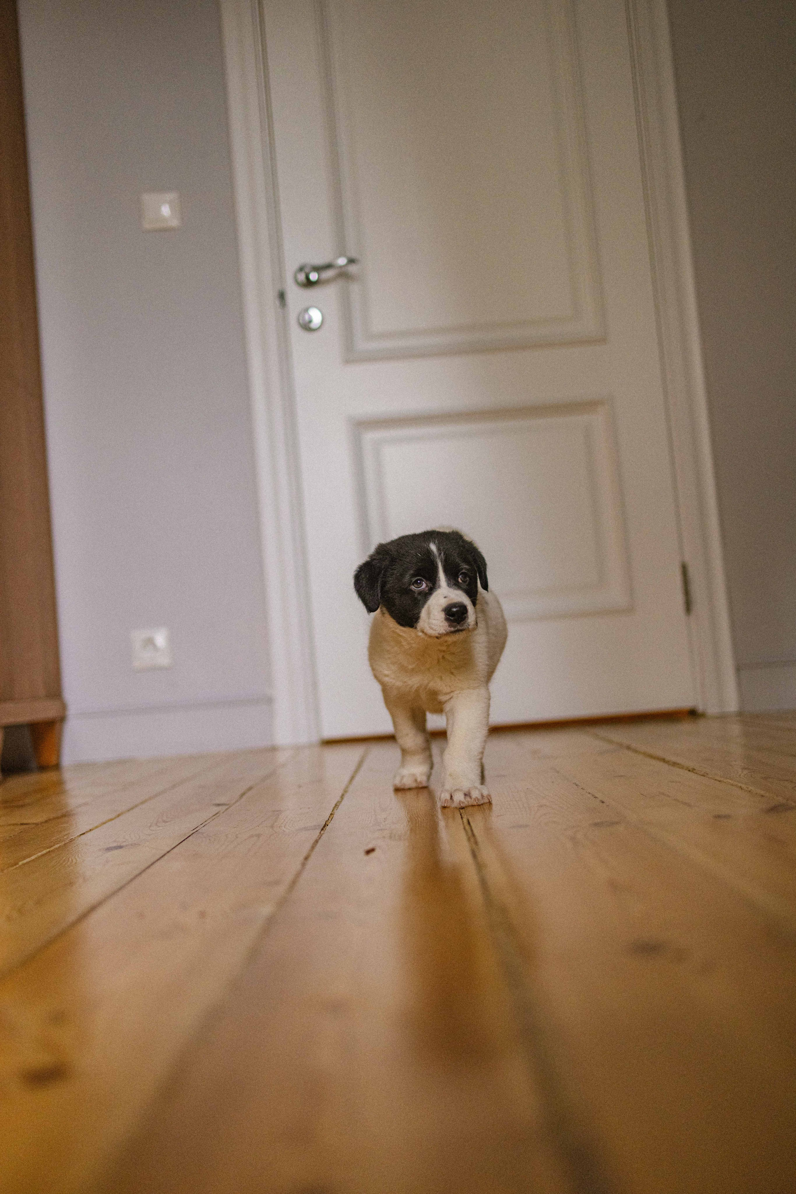 Щеночки. Фотограф-анималист в Москве Лера Черноног