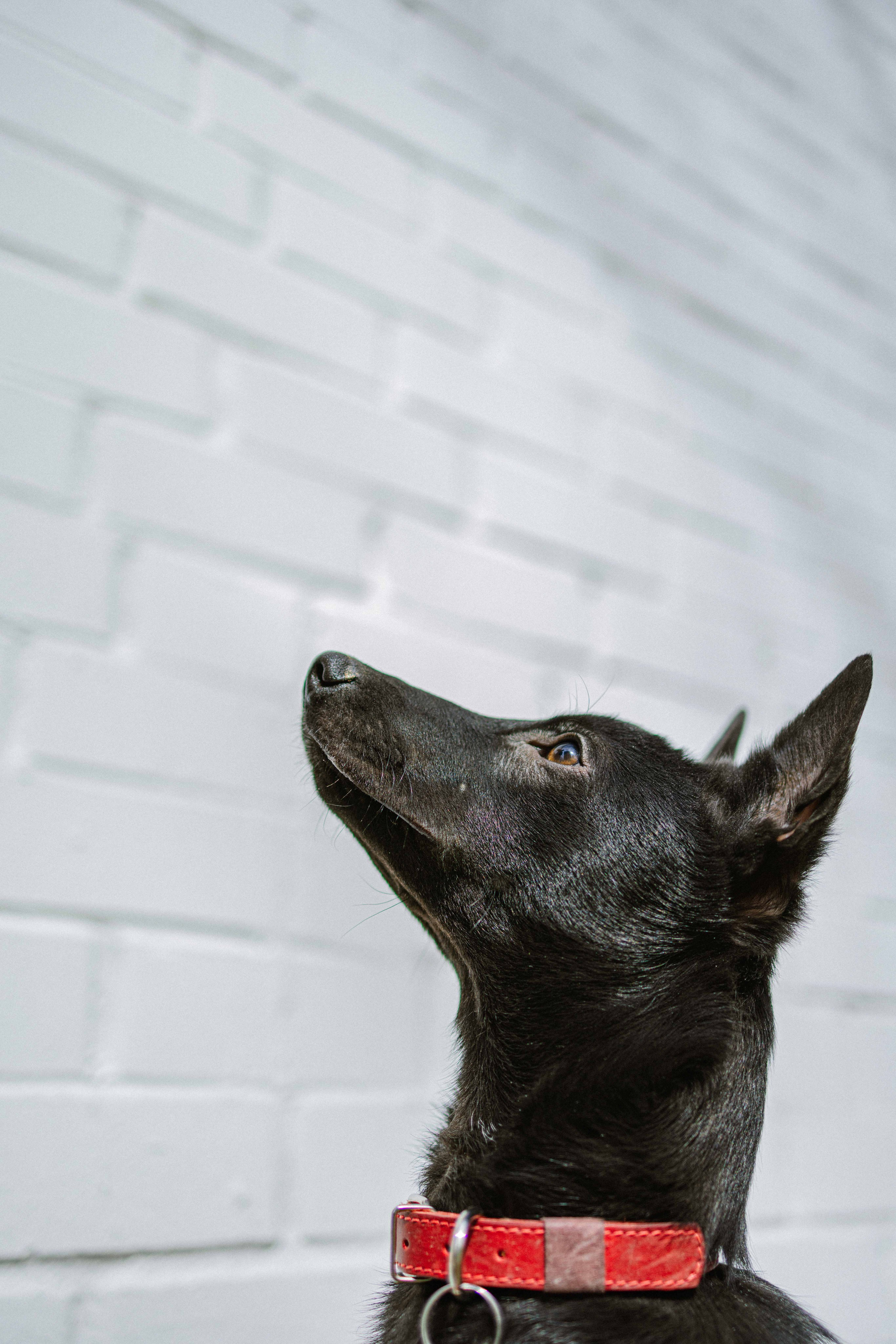 Булька. Фотограф-анималист в Москве Лера Черноног