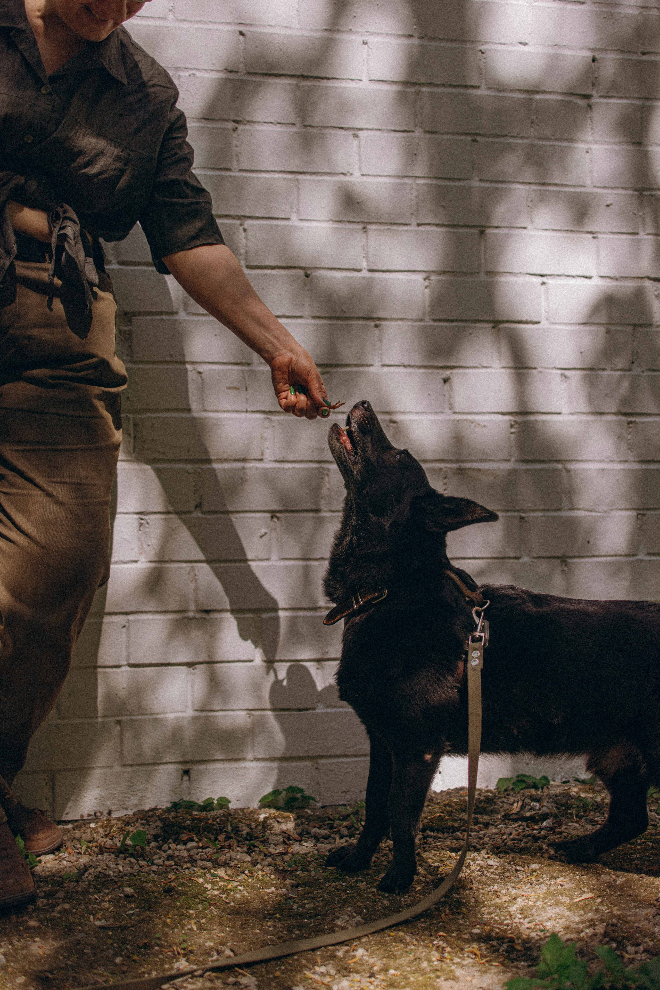 Наталья, Марфа и Норд. Фотограф-анималист в Москве Лера Черноног
