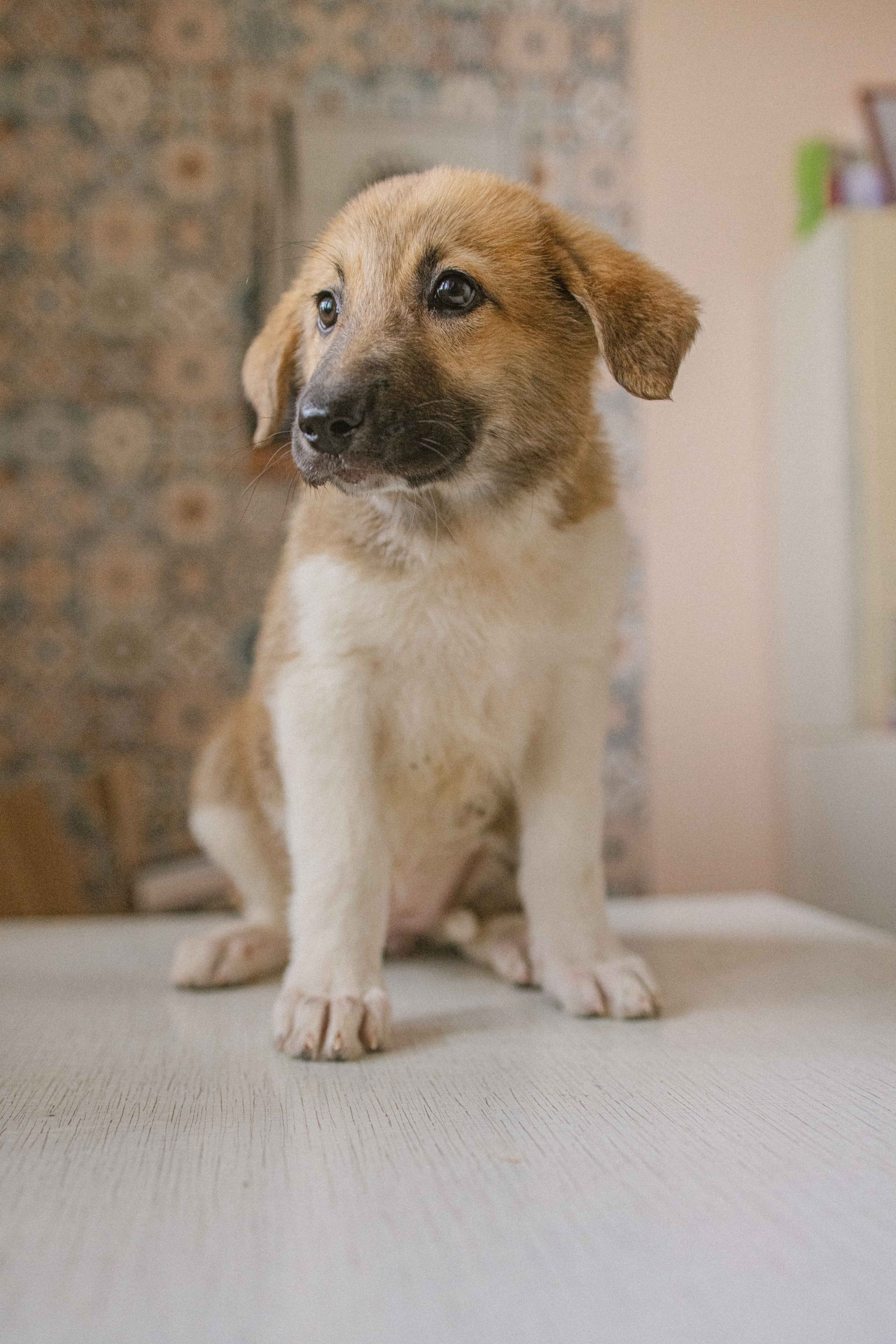 Щеночки на кухне. Фотограф-анималист в Москве Лера Черноног