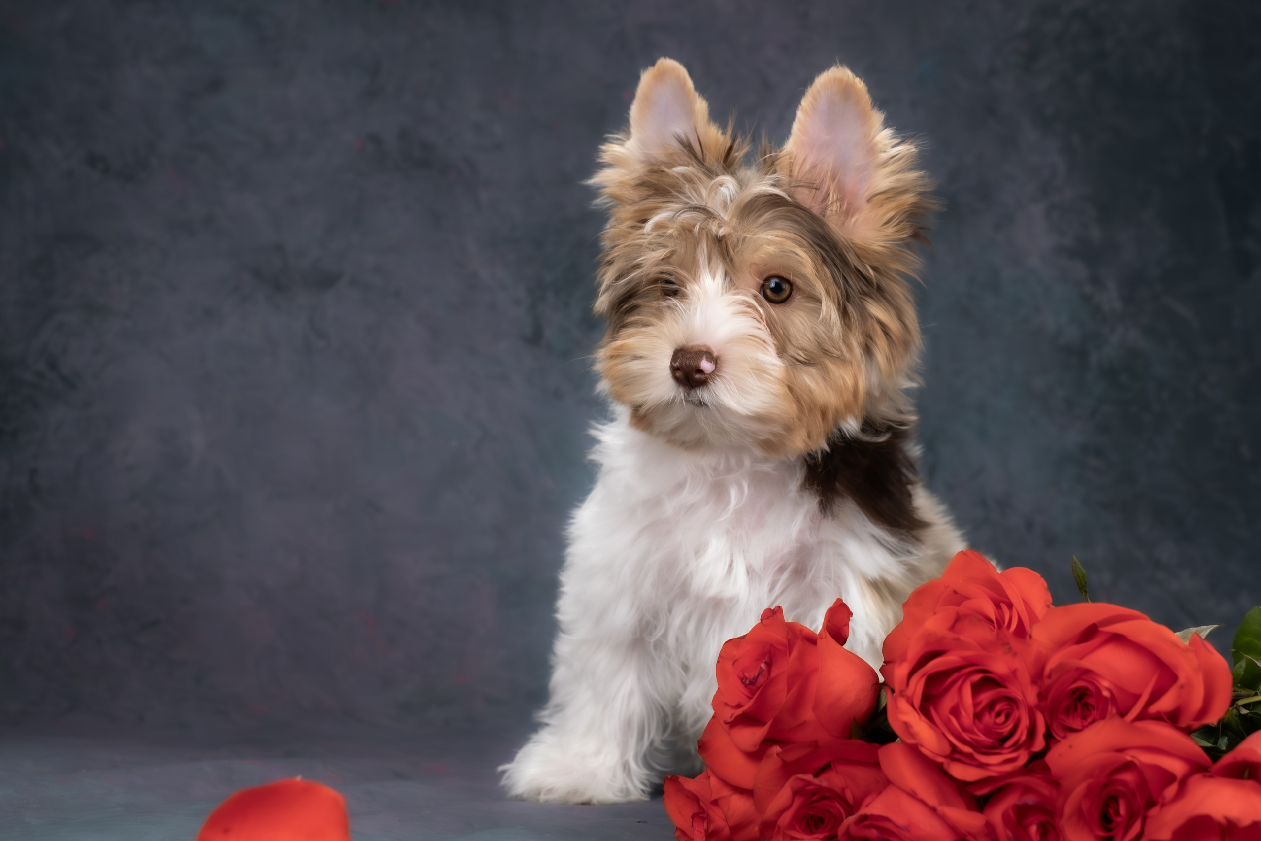 Сказочные биверы для Светланы. Зоофотограф, фотограф животных в Москве и области Дина Дамоцева