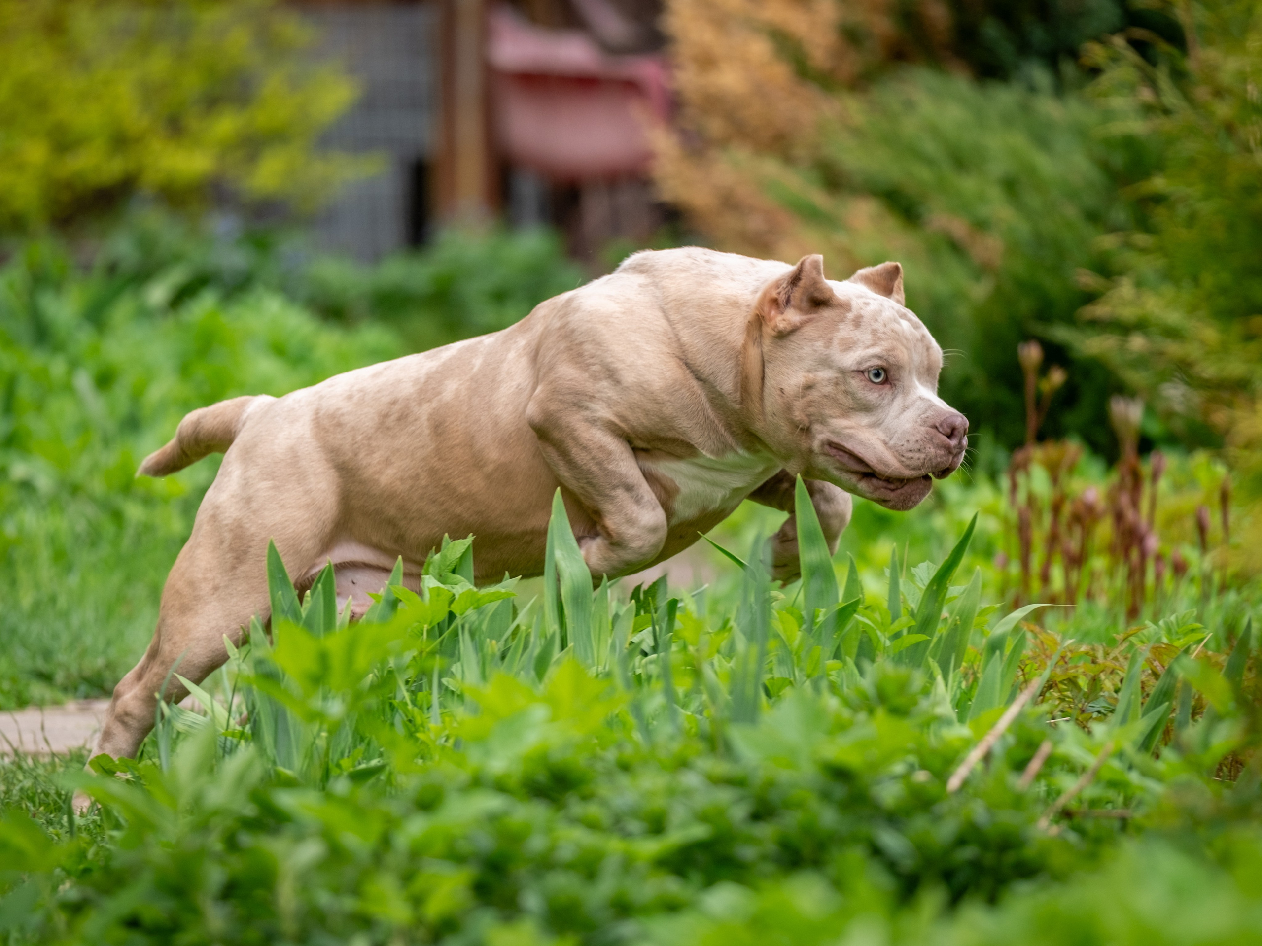Американские булки для Ирины). Зоофотограф, фотограф животных в Москве и области Дина Дамоцева