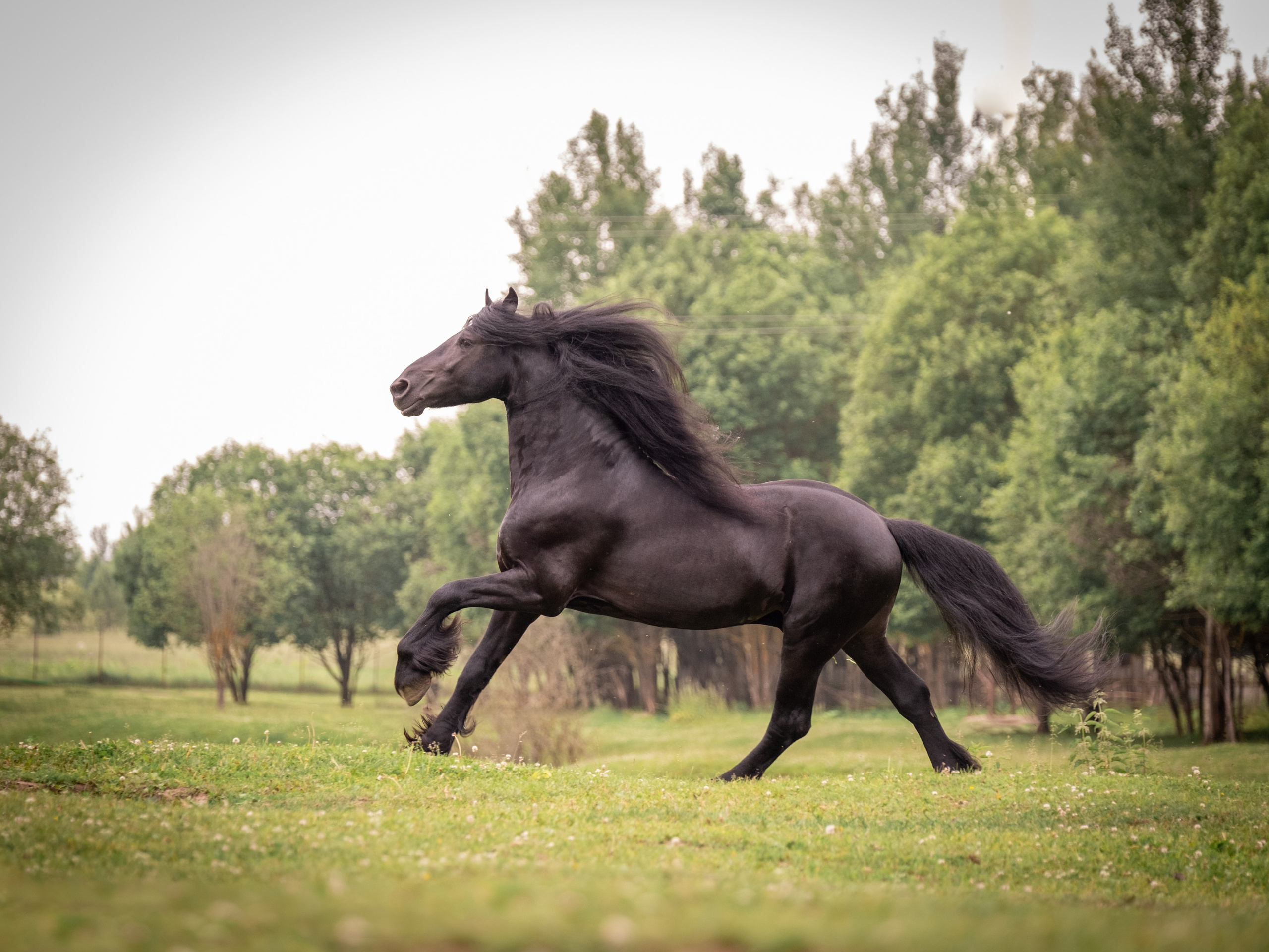 Жеребец фризской породы. Зоофотограф, фотограф животных в Москве и области Дина Дамоцева