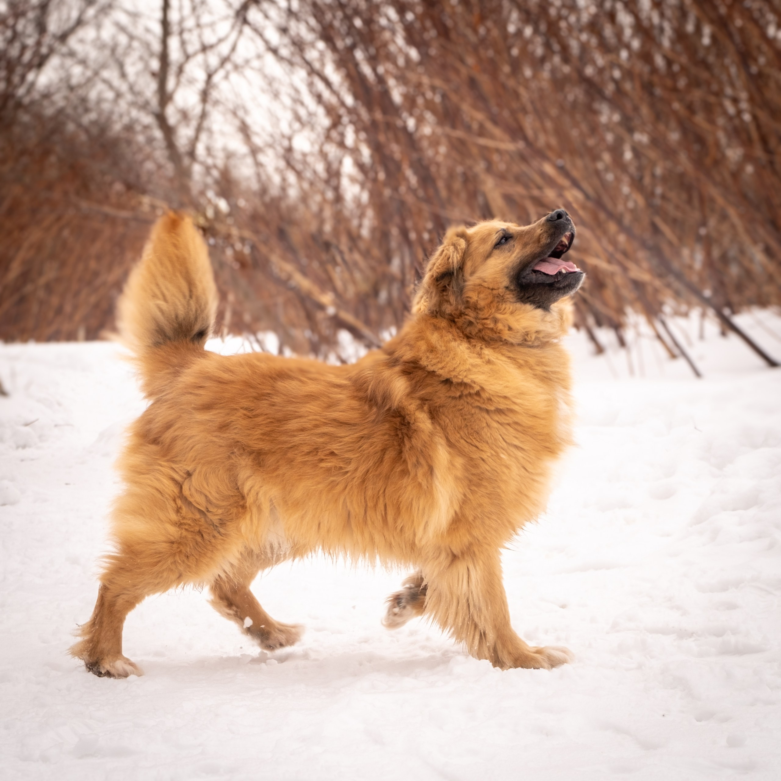 Приют Бирюлёво — для Надежды!. Зоофотограф, фотограф животных в Москве и области Дина Дамоцева
