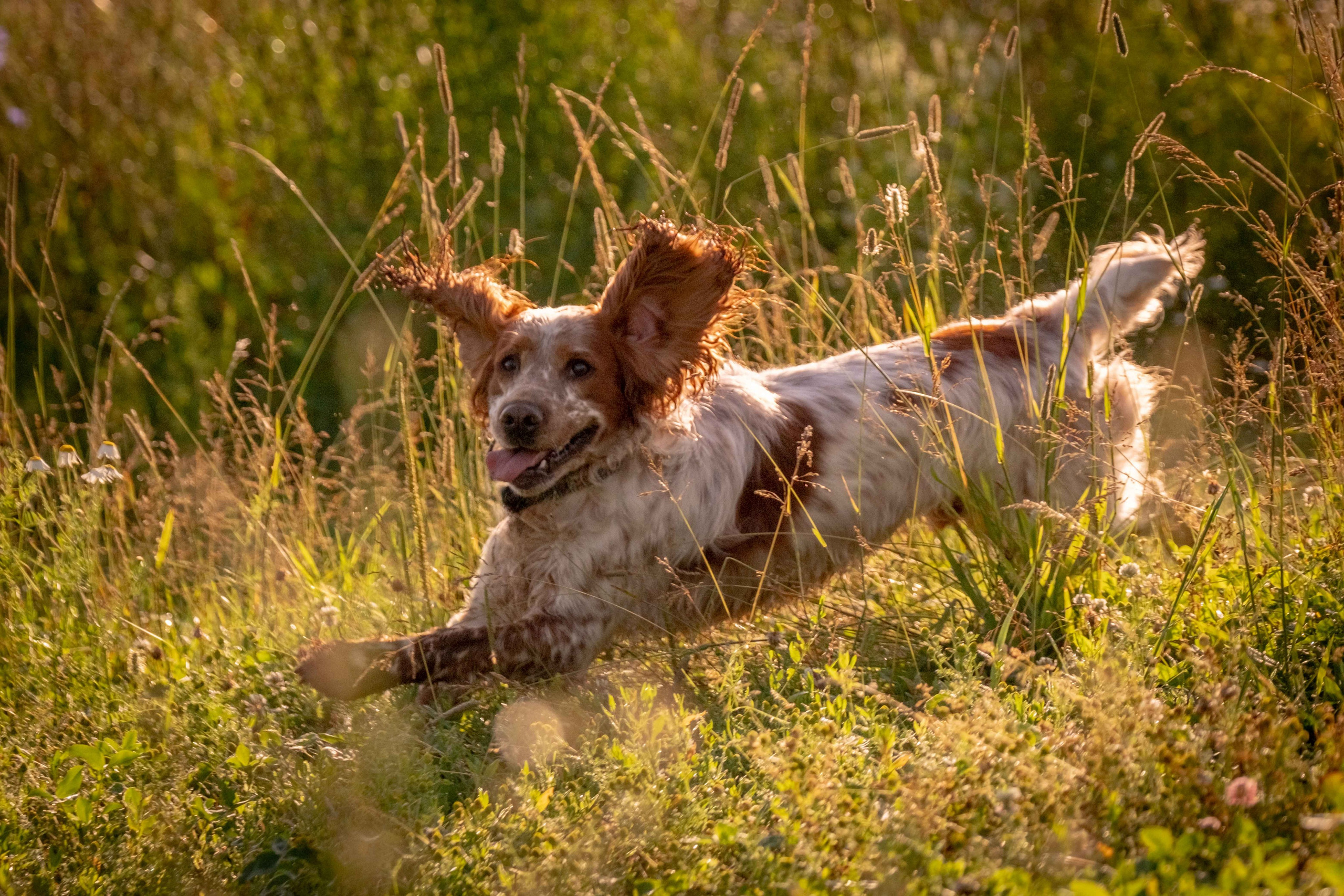 Спаниель Джет!. Зоофотограф, фотограф животных в Москве и области Дина Дамоцева