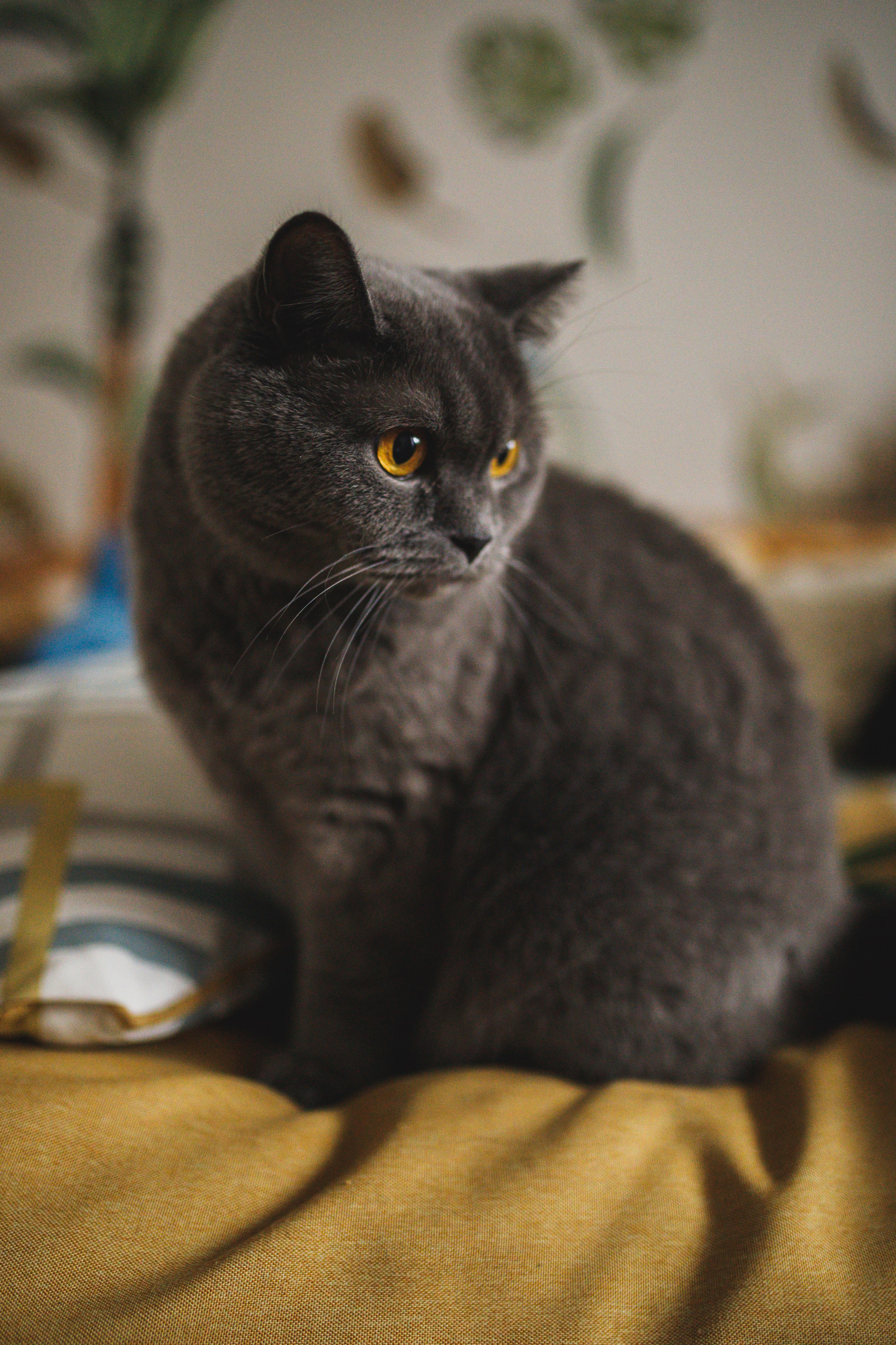 Младший брат. Семейный и школьный фотограф в Москве Анна Ткач