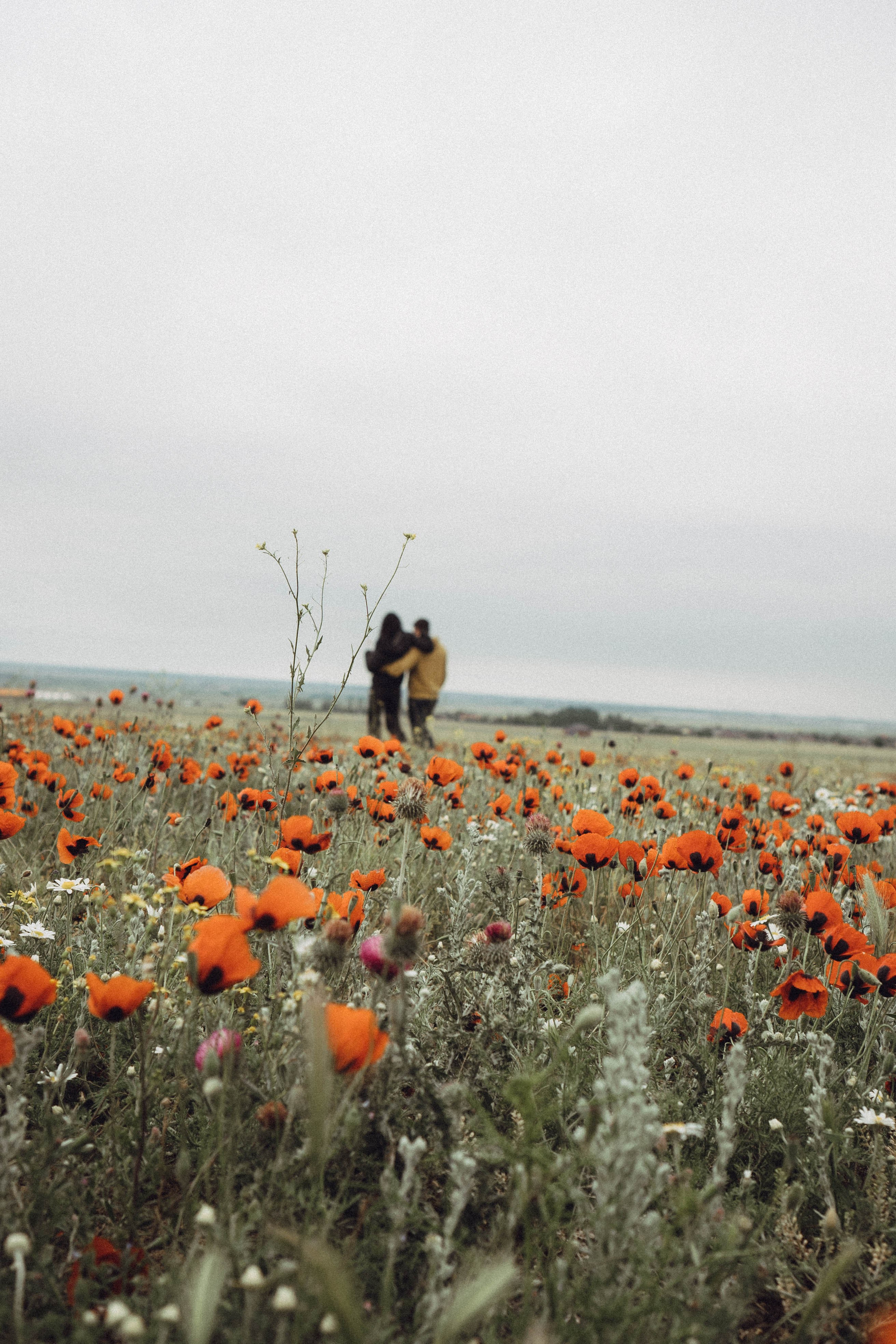 Любовь в маковом поле. Профессиональный фотограф, Санкт-Петербург — Виктория Богомолова