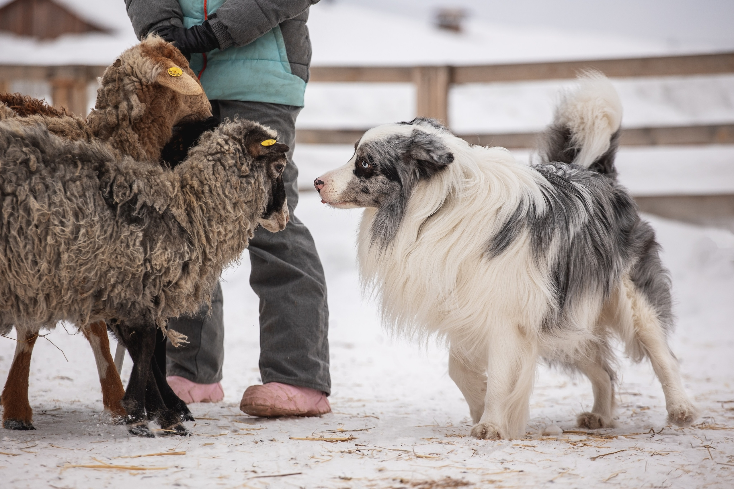 Ольга и Лаки. YULA KOLESOVA | Фотограф — Анималист | Художник | Тюмень