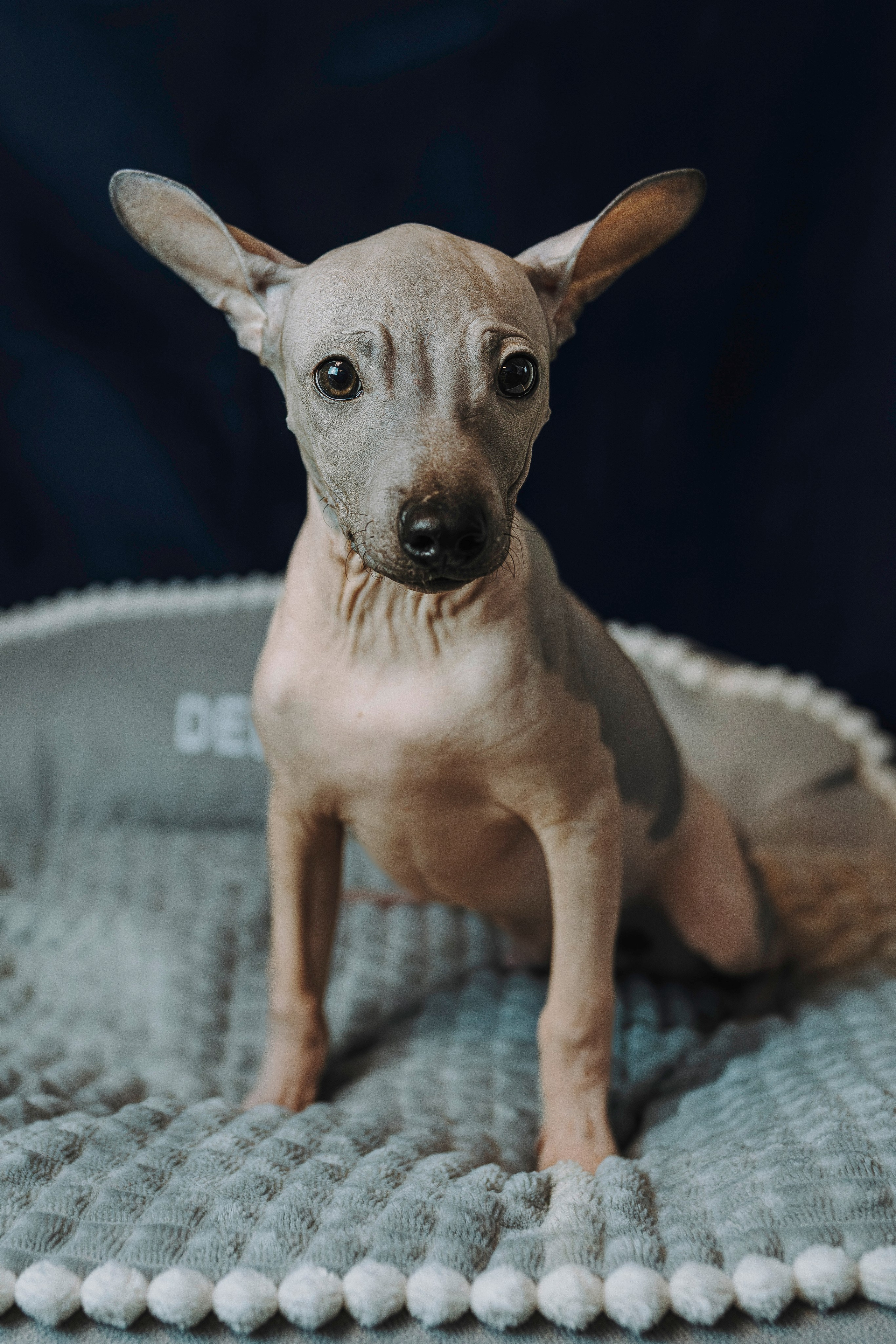 Малыши американского голого терьера. Фотограф анималист в Спб недорого Олеся Майорова